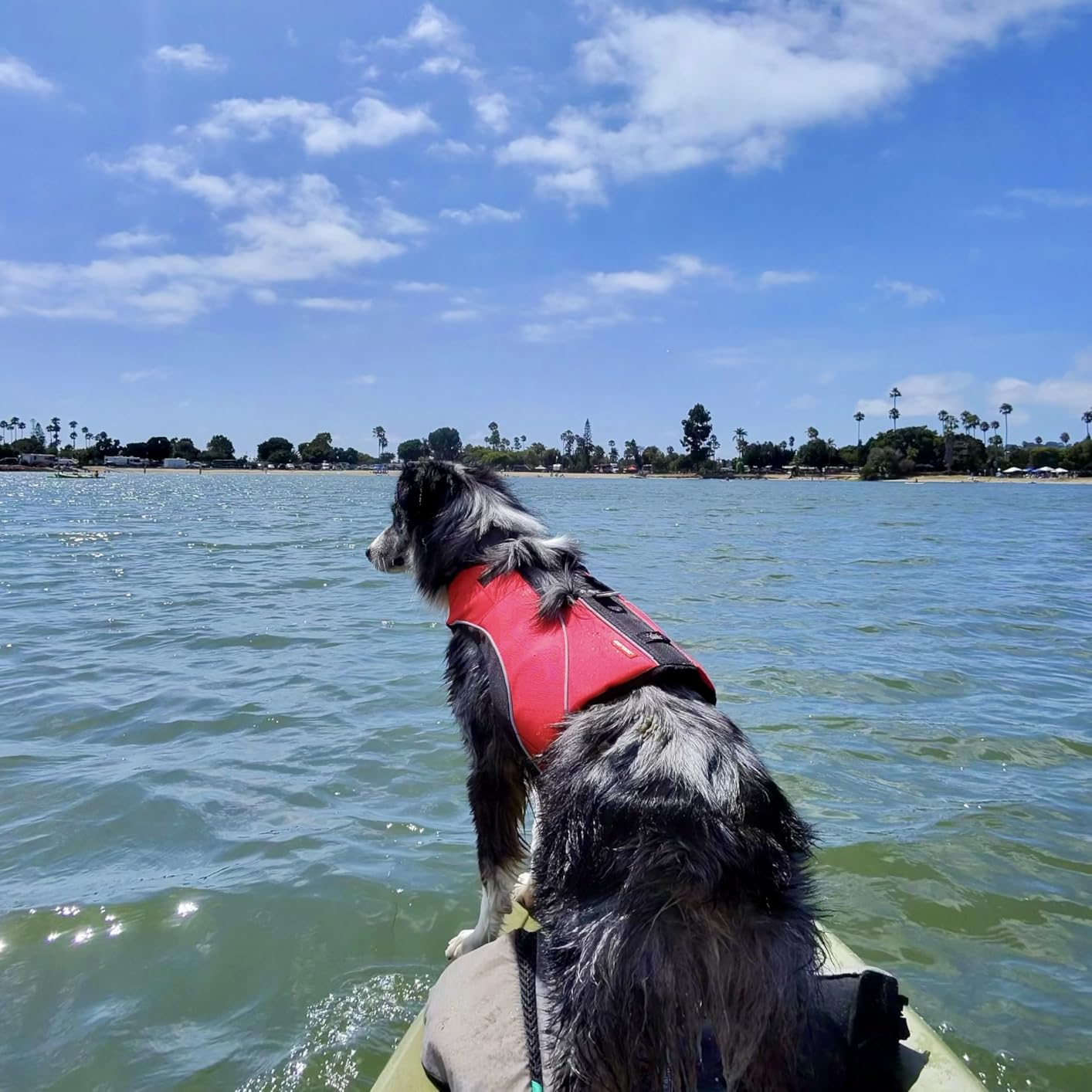 EzyDog DFD X2 Dog Life Jacket, Grab Handle, Reflective Trim - Medium Yellow | Adjustable Dog Life Vest For Swimming, Durable Nylon Outer, Secure Fit, Lightweight, Ultra Buoyant Foam, Reinforced Stitching customer photo 1