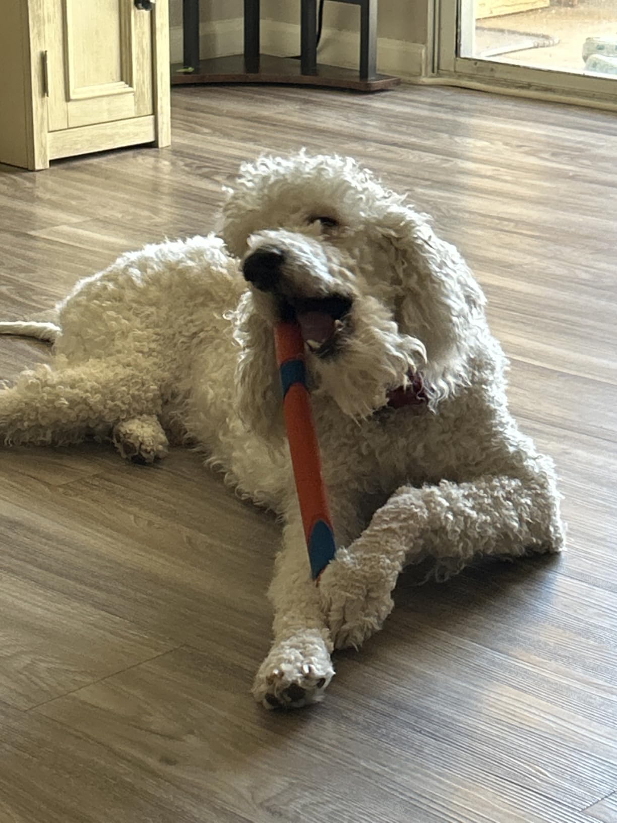 Chuckit! Ultra Fetch Stick Interactive Dog Toy, 12in, All Breeds customer photo 1