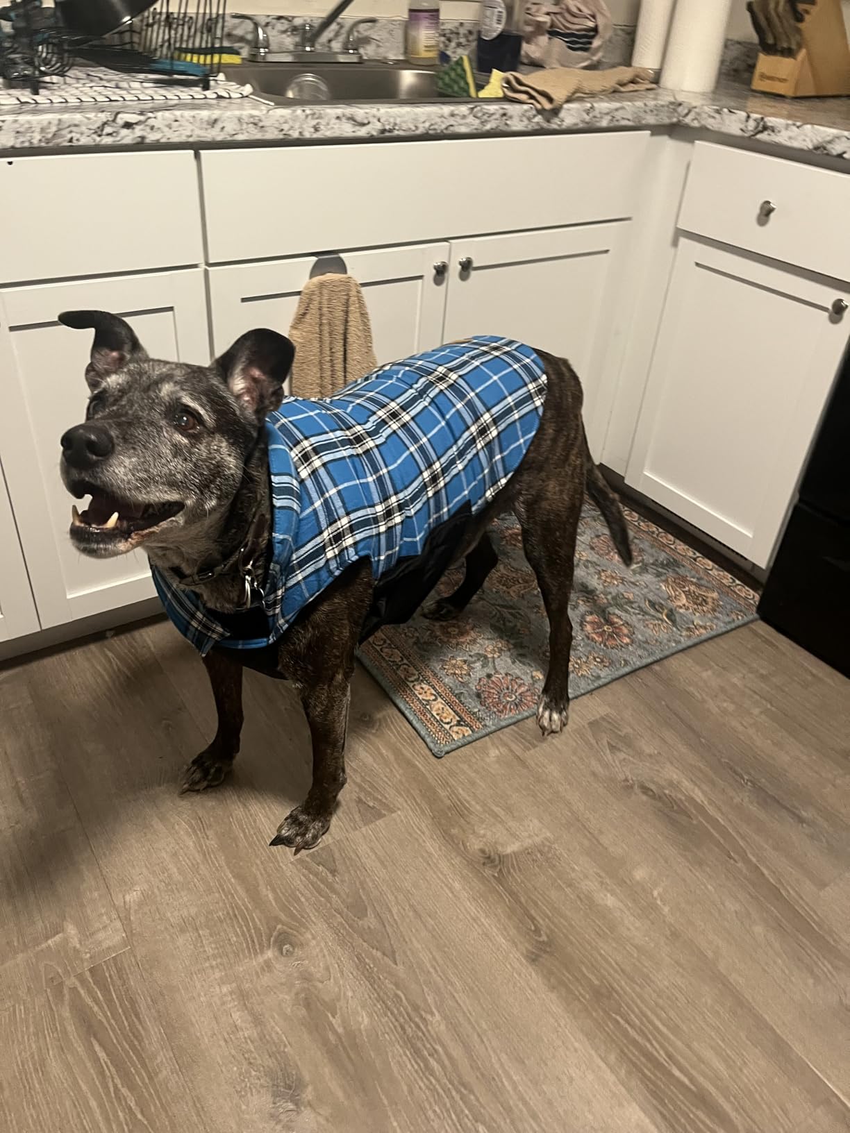 Kuoser Waterproof Dog Coat, Warm Reversible Dog Jacket with Leash Hole | Soft Cozy Dog Cold Weather Coats for Rainy Snow Days, Lightweight Jacket for Medium Dogs, Xmas Dogs Snowsuit Purple M customer photo 2