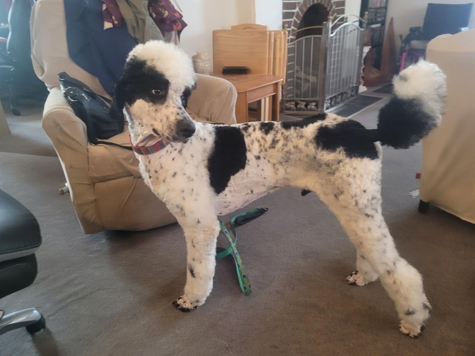 2-in-1 Dog Hair Dryer with Brush for Small Dogs and Cats, Pet Blow Dryer, 300 Watts customer photo 2