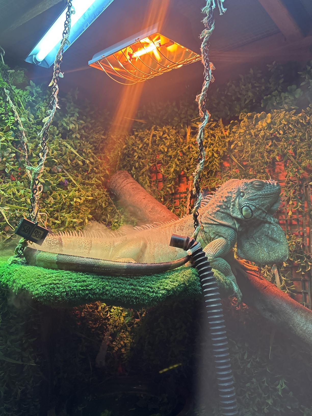 Coospider 3.8L Reptile Fogger Mister, Quiet Reptile Humidifier for Reptiles Tank, Terrarium Humidifiers with Extended Tube, Automatic Reptile Misting System for Reptiles Amphibians Herps Vivarium customer photo 1