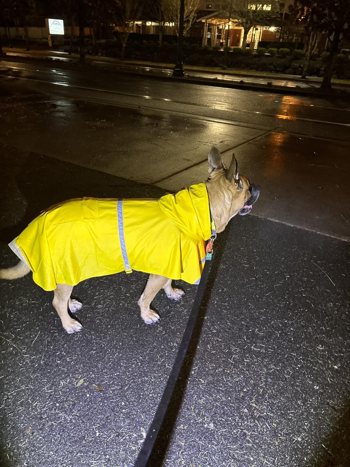HAPEE Dog Raincoats with Reflective Strip Hoodie, Poncho Jacket for Large Dogs fit Golden Retriever Doodle customer photo 1