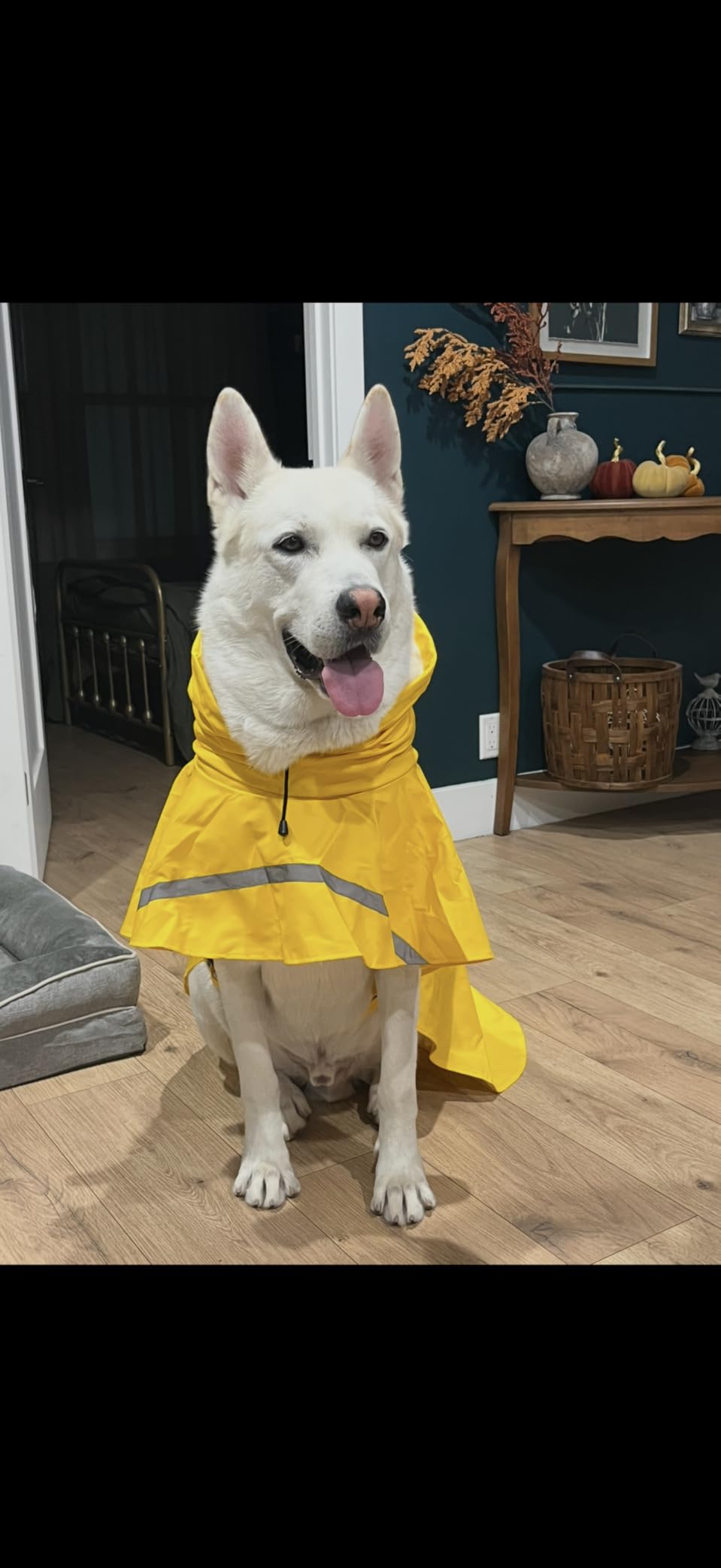 HAPEE Dog Raincoats with Reflective Strip Hoodie, Poncho Jacket for Large Dogs fit Golden Retriever Doodle customer photo 2