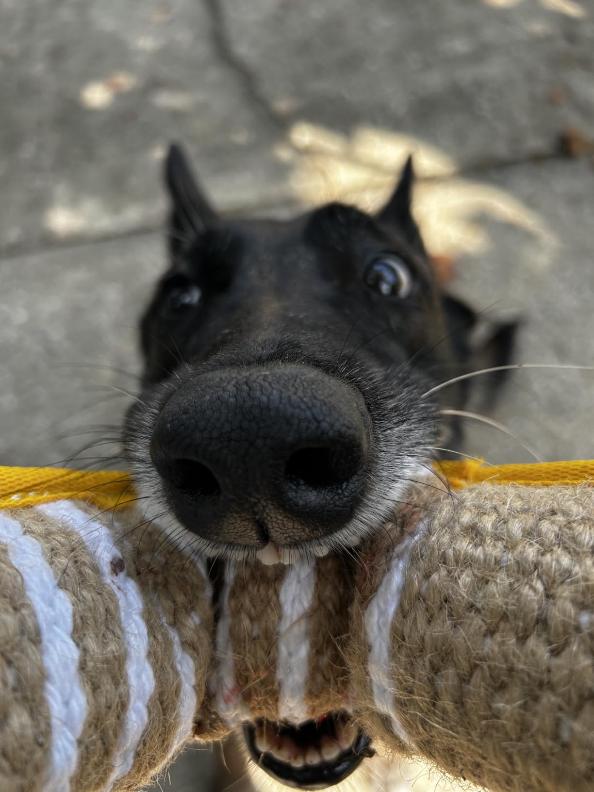 Dog Bite Tug Toy 12 x 3.2 Inches - Durable Pull Toy with 2 Soft & Strong Handles - Tough Jute Bite Pillow for Medium to Large Dogs - Ideal for Tug of War, Fetch, K9, Puppy Training & Interactive Play customer photo 1