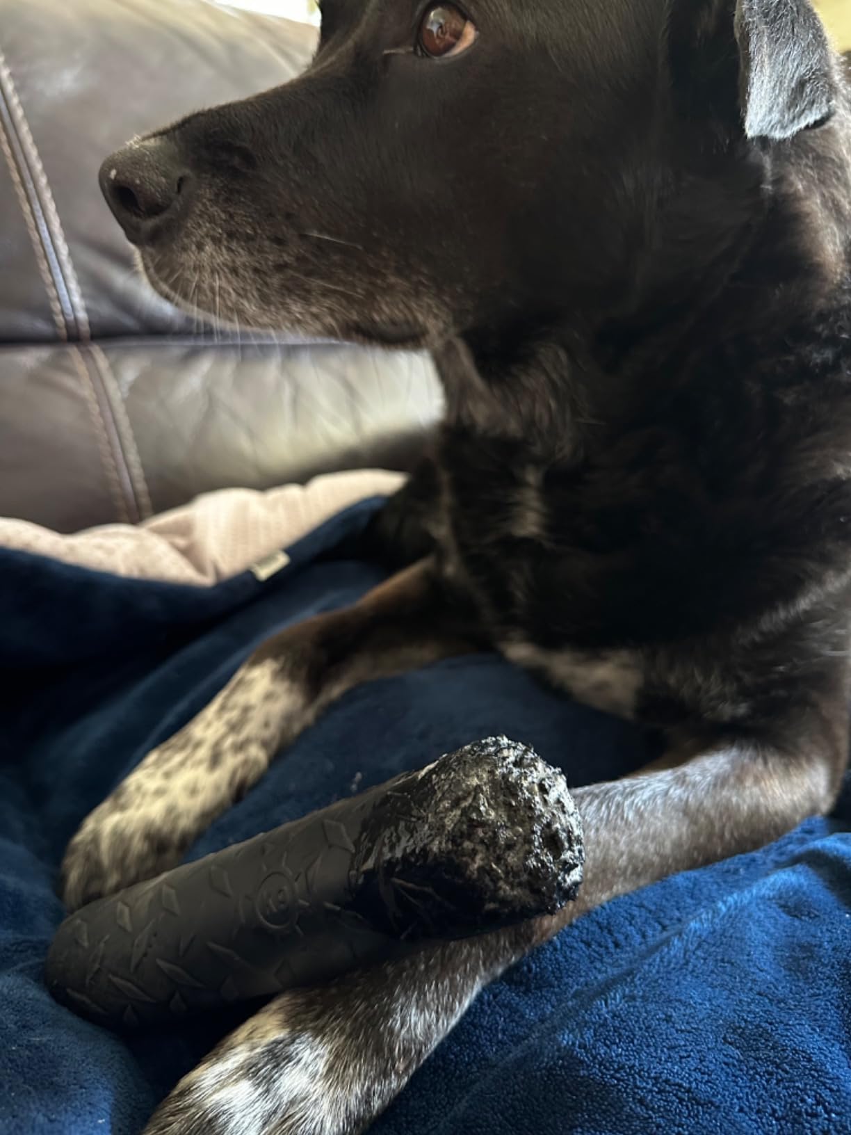 Monster K9 Chew Stick | Virtually Indestructible. Lifetime Guaranteed. | USA Made | VULCRON Natural Rubber customer photo 2