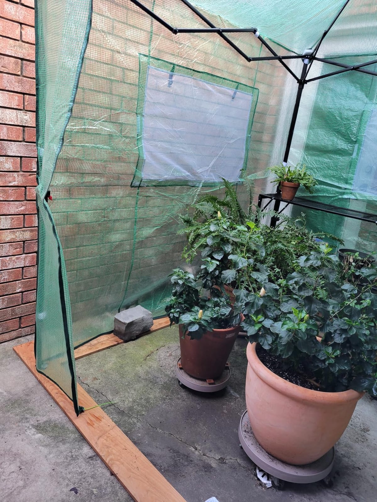EAGLE PEAK 8x6 Easy Setup Pop Up Greenhouse, Clear/Green | Walk-In Greenhouses for Outdoors, Green House for Winter Protection, Roll-Up Doors & Mesh Windows, One Person Setup customer photo 2