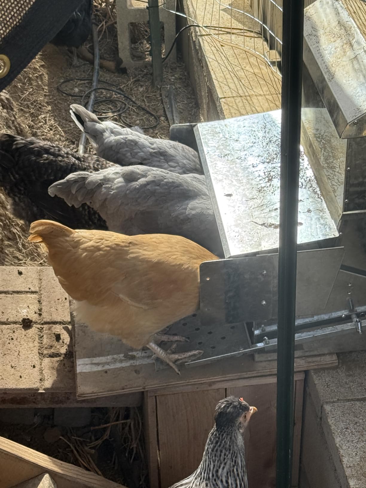 RentACoop Automatic Treadle Chicken Feeder - 40 lb Capacity customer photo 1