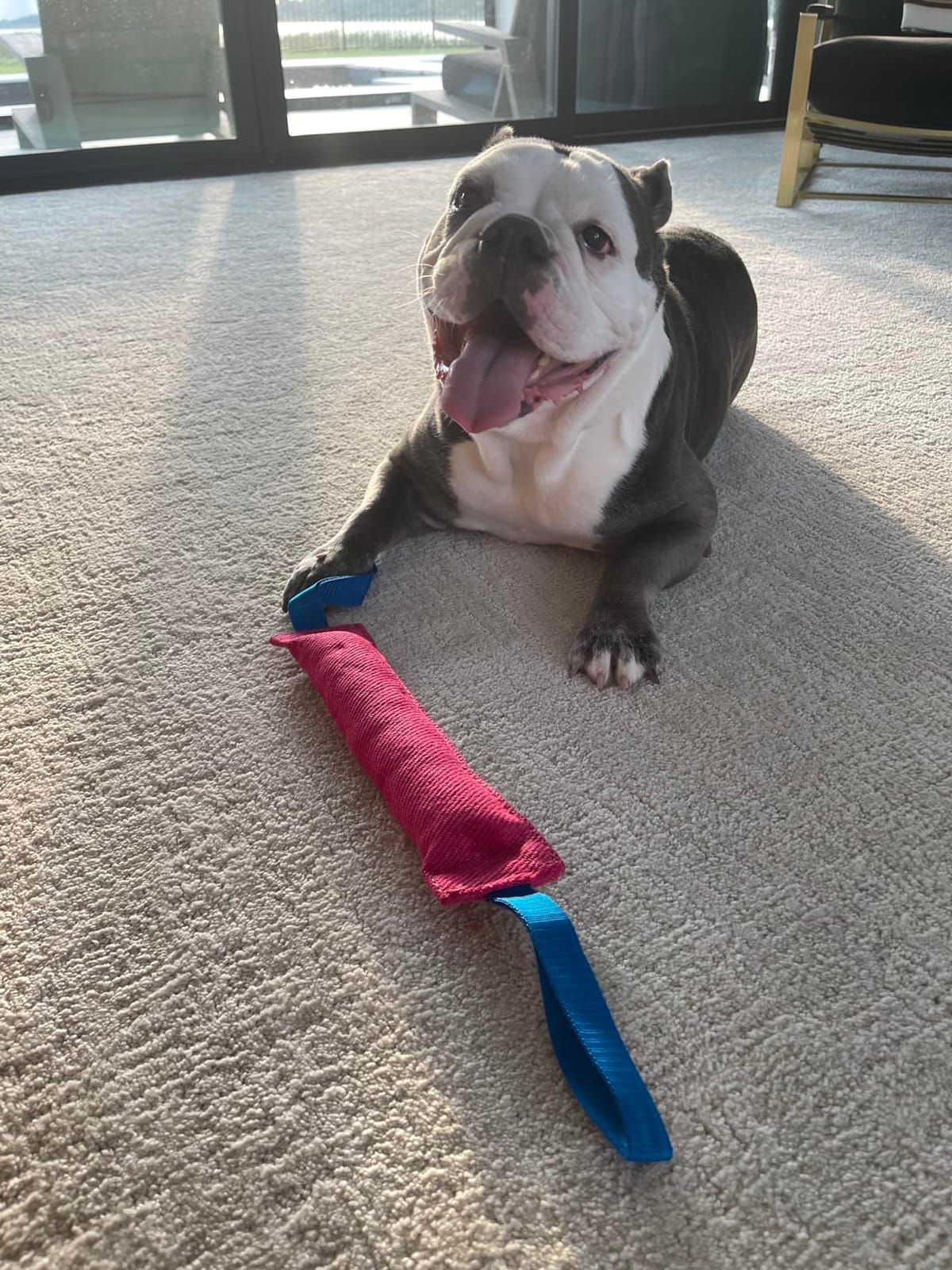 Bull Fit K9 Dog Bite Tug Toy with 2 Strong Handles - Made of Durable & Tear-Resistant French Linen - Perfect for Tug of War, Fetch & Puppy Training - Ideal for Medium to Large Breeds customer photo 2