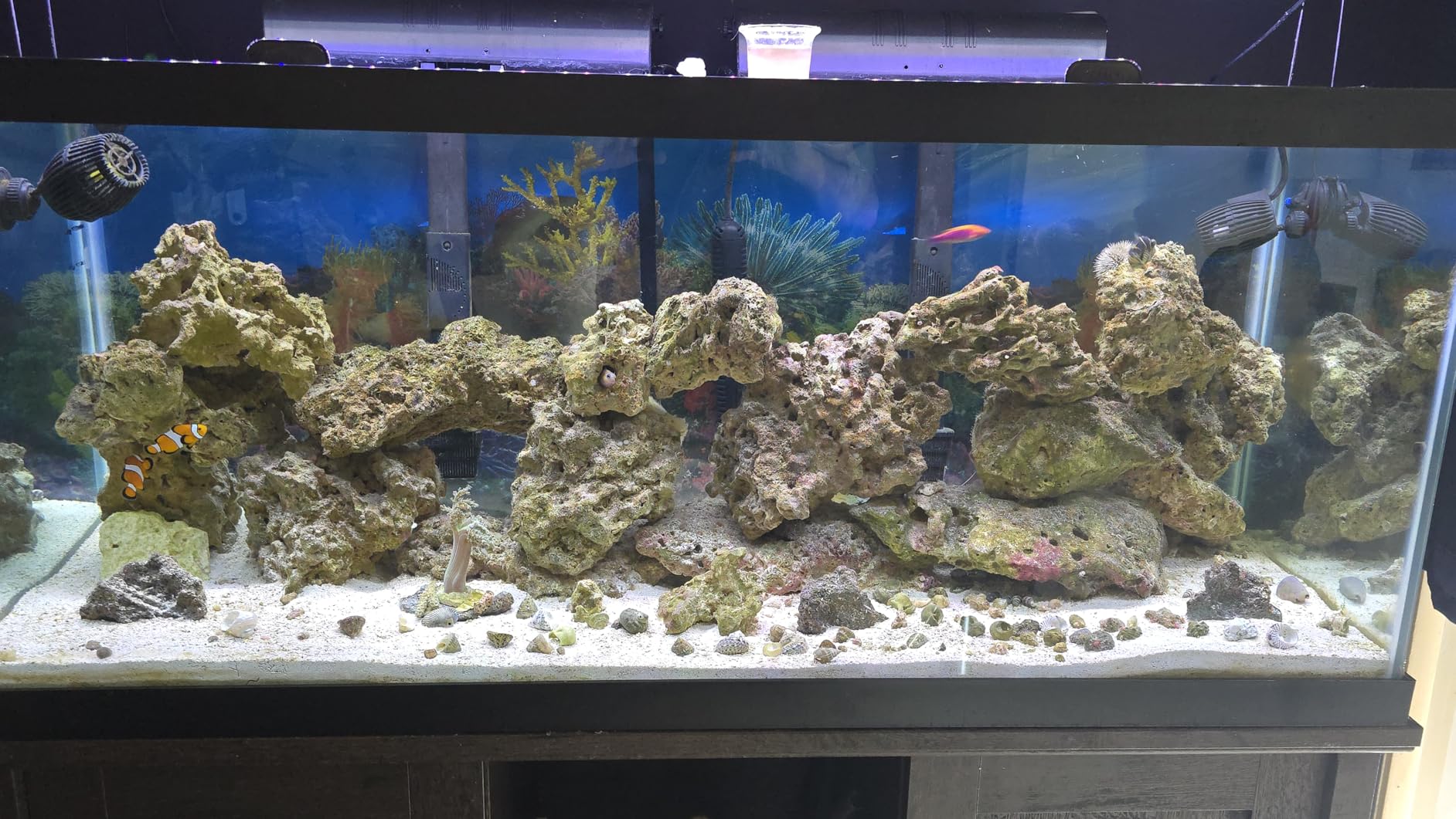 NICREW ClassicLED Marine Saltwater Aquarium Light, 20W for 18-24 inch Tanks | Balanced Blue and Full Spectrum for Soft/LPS Corals, Day + Night Cycle with Sunrise/Sunset Simulation, Extendable Brackets customer photo 2