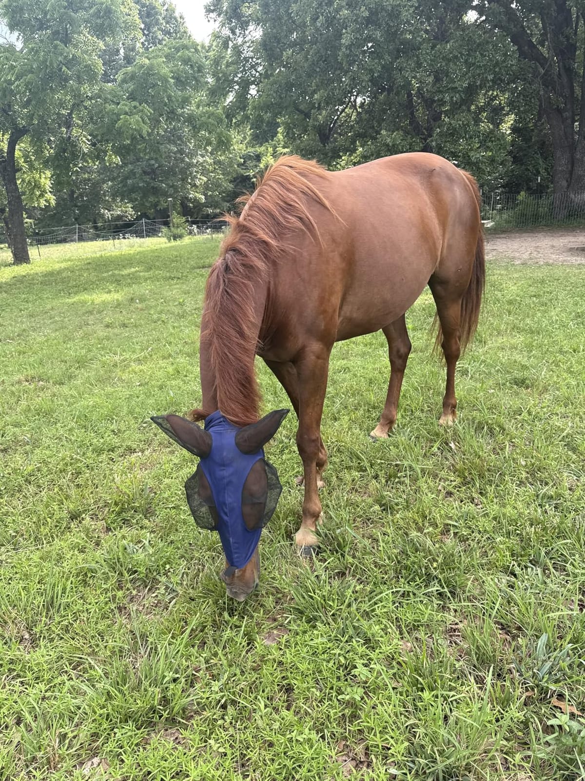 Harrison Howard Super Comfort Stretchy Fly Mask Large Eye Space with UV Protection Soft on Skin with Breathability Navy Blue L Full Size customer photo 1