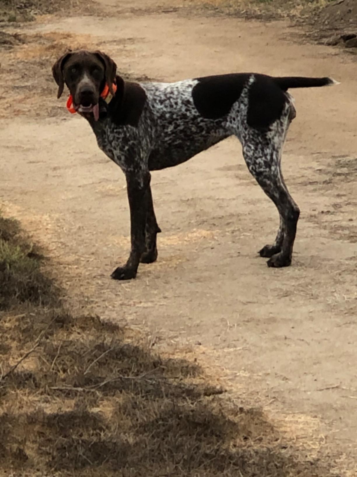Dogtra T&B Dual Dial 2-Dogs Remote Training and Beeper Collar - 1.5-Mile-Long Range, Sports Upland Hunting, Fully Waterproof, Rechargeable, Static, Locate - Includes PetsTEK Trainer Clicker customer photo 1