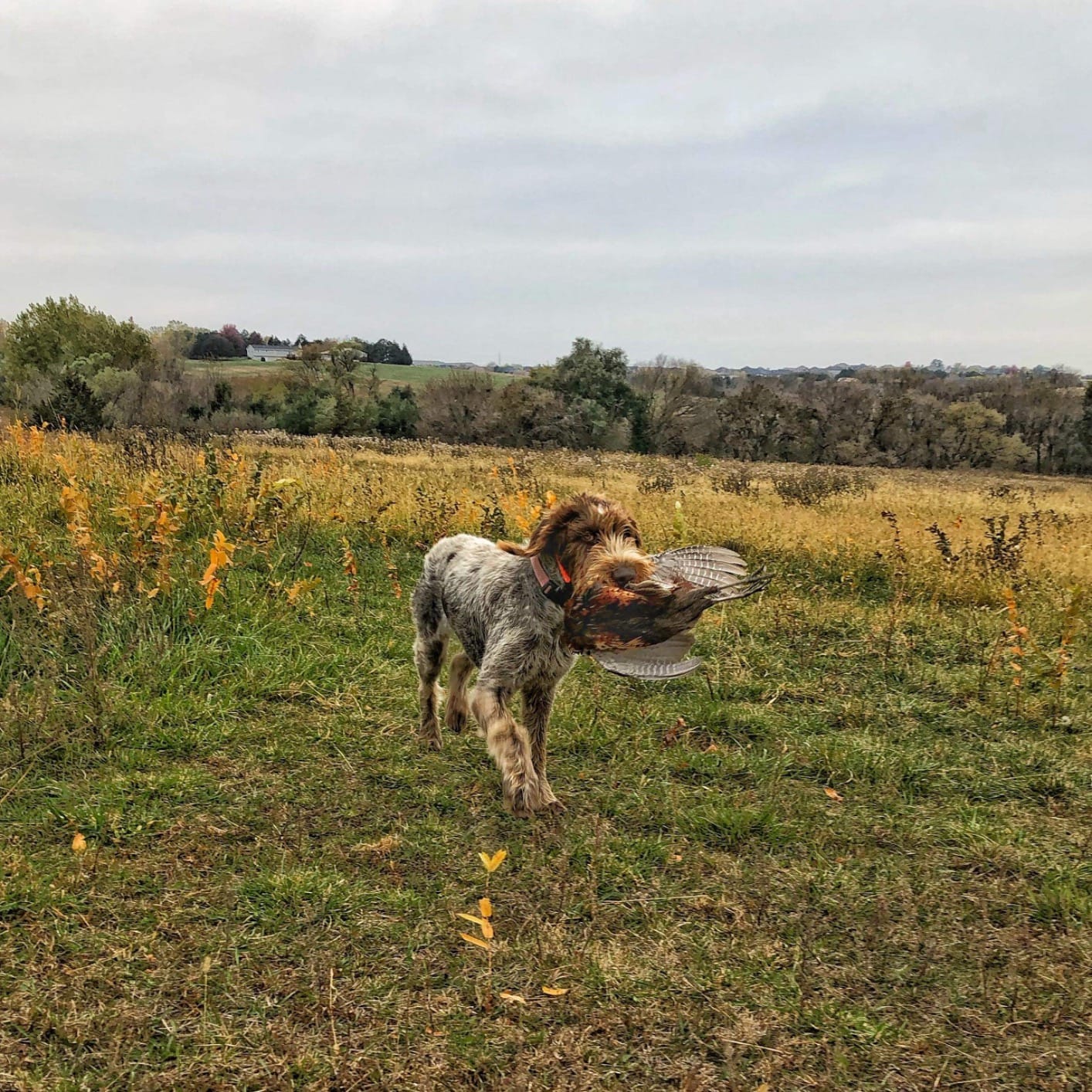 Dogtra T&B Dual Dial 2-Dogs Remote Training and Beeper Collar - 1.5-Mile-Long Range, Sports Upland Hunting, Fully Waterproof, Rechargeable, Static, Locate - Includes PetsTEK Trainer Clicker customer photo 2