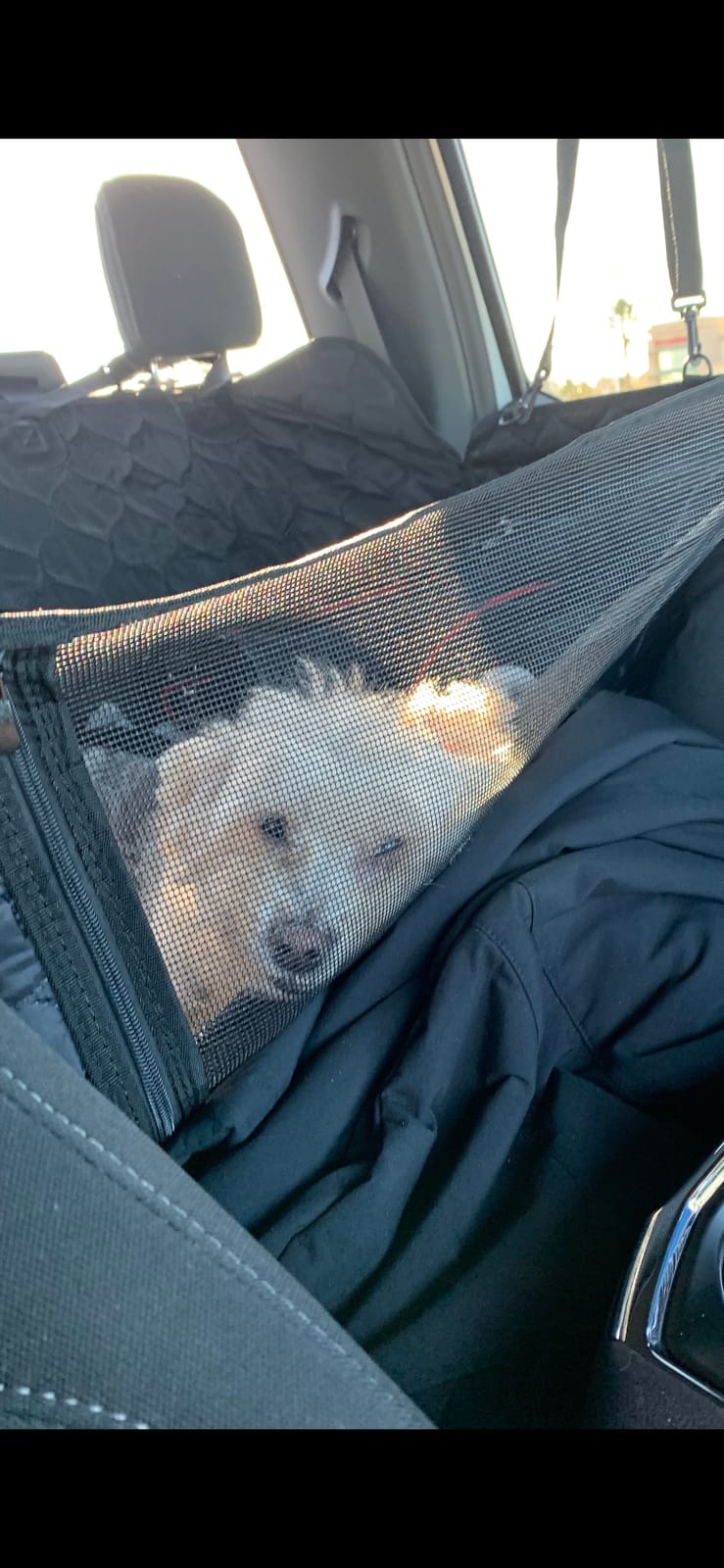 PETICON Dog Car Seat Cover for Back Seat, Waterproof Dog Hammock for Pets | Zippered Design Allows Passenger Seat Access, Mesh Window for Pet View, 600D Oxford, Prevents Scratches, Hair, Mud, and Dirt customer photo 1