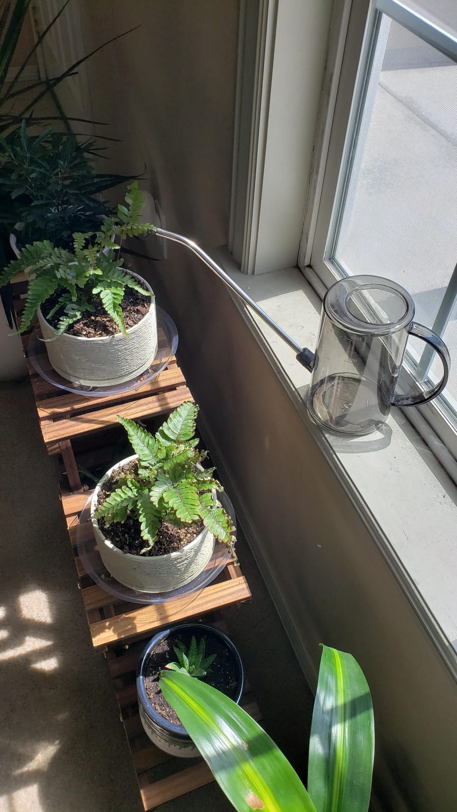 Small Watering Can, Plant Water Can for Indoor Plants, Plant Waterer 1Liter customer photo 1