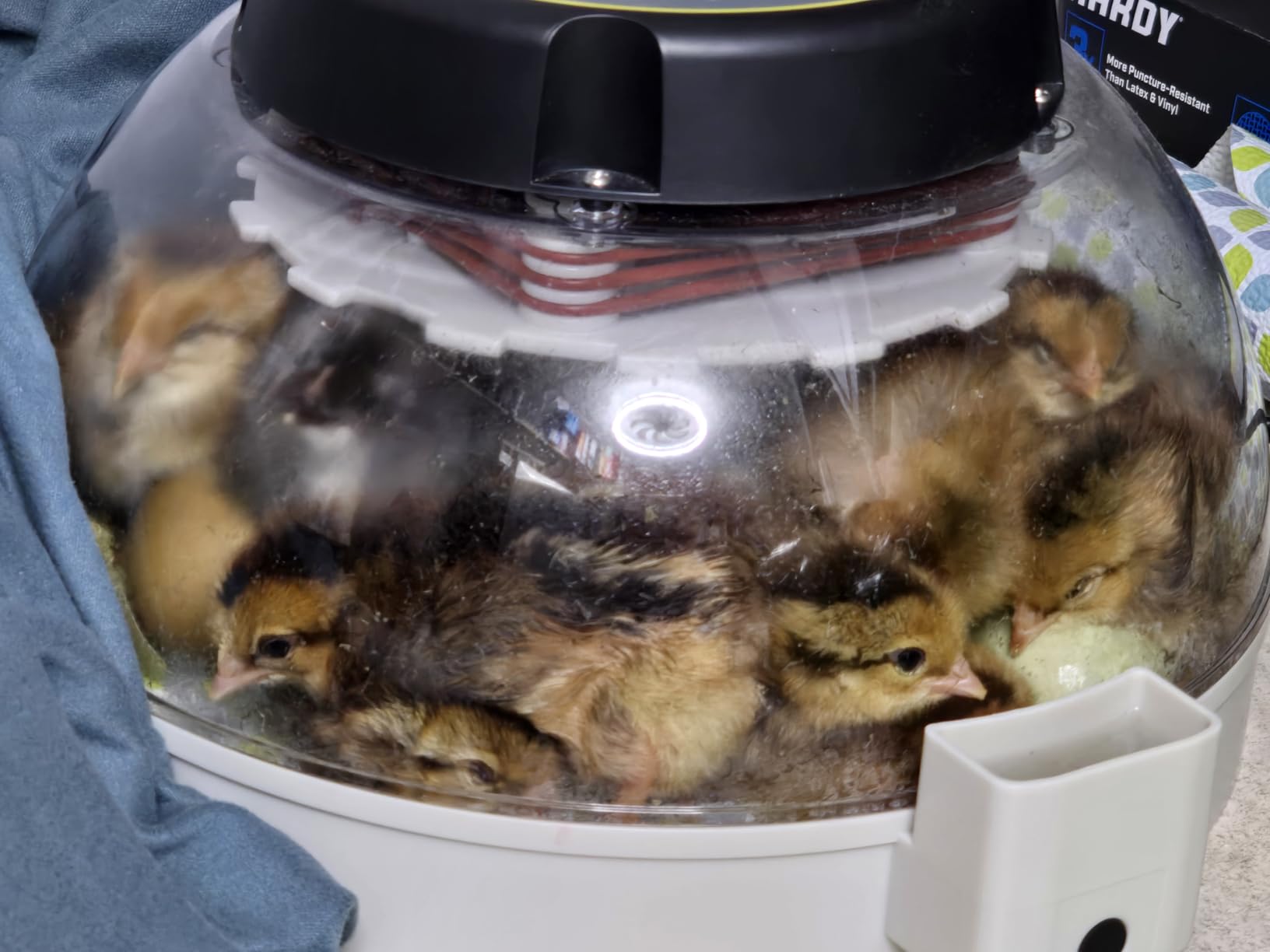 KEBONNIXS 12 Egg Incubator with Humidity Display, Egg Candler, Automatic Egg Turner, for Hatching Chickens customer photo 2