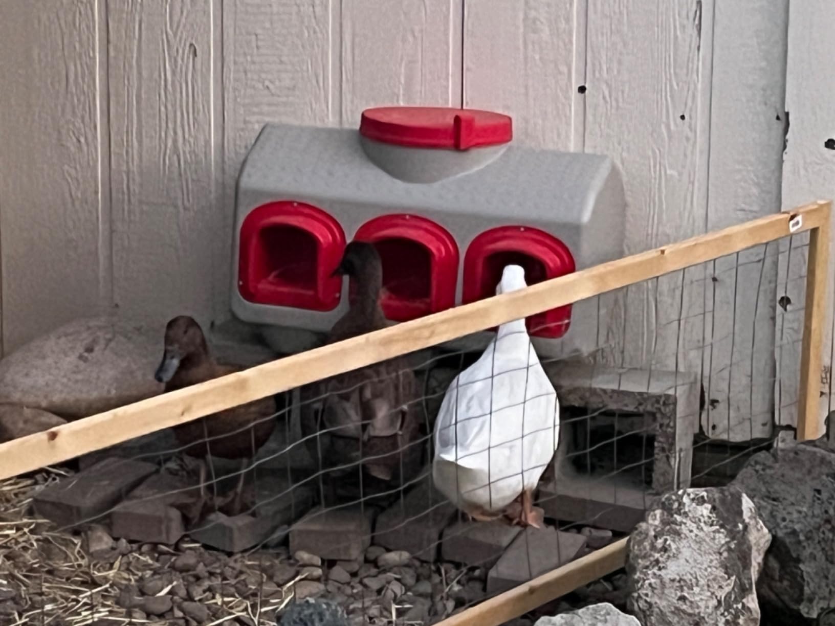 OverEZ Chicken Feeder - Holds 50 Pounds of Feed - Inside or Outside Hen Coop - Large Gravity Fed Automatic Poultry Dispenser - No Waste Rainproof Design customer photo 1