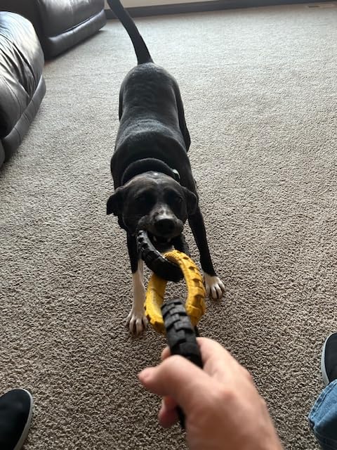 Tonka 3-Ring Tug Outdoor Dog Toy, 10.5 Inch Ring Dog Tug Toy for Medium and Large Breeds, Black/Yellow customer photo 2