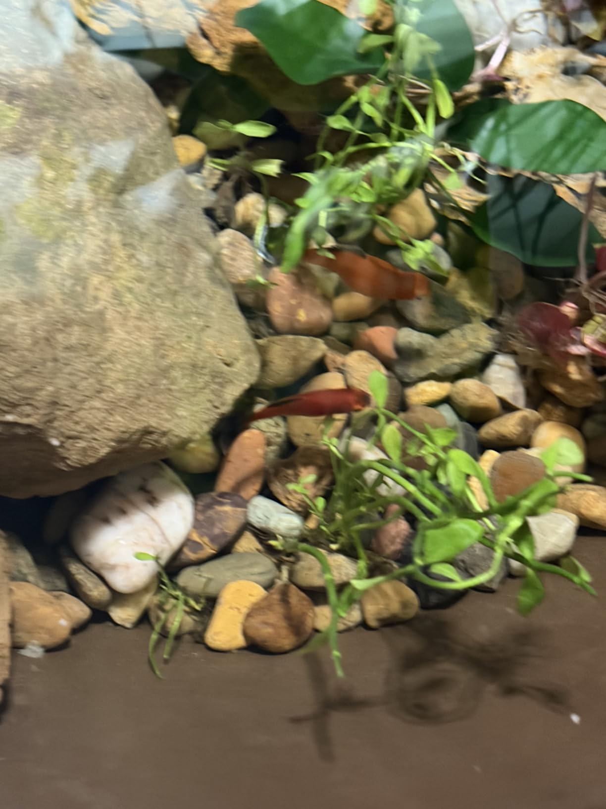 Aquascape AquaGarden Container Water Feature Kit - Indoor & Outdoor Mini Pond with Waterfall Fountain, Pump & Filtration for Home & Patio, Brown customer photo 1