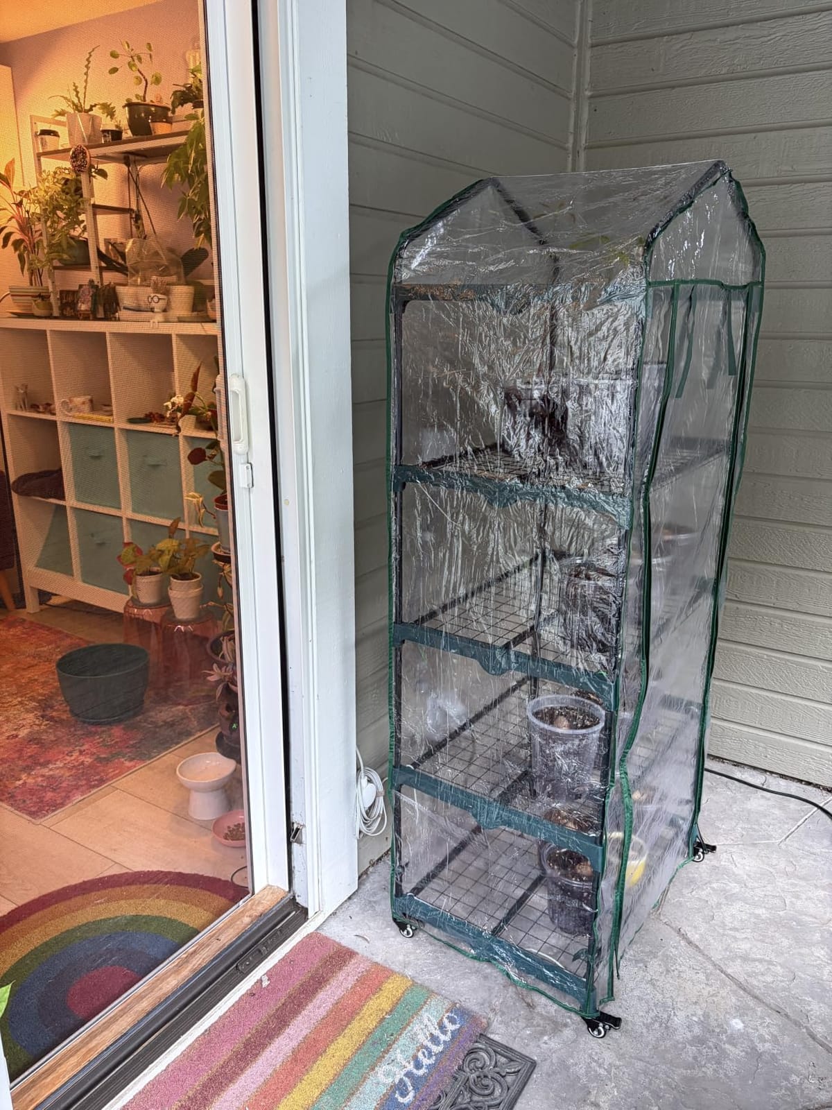 Greenhouse - Walk in Greenhouse with 8 Sturdy Shelves and PVC Cover for Indoor or Outdoor Use - 56 x 56 x 76-Inch Green House by Pure Garden customer photo 2