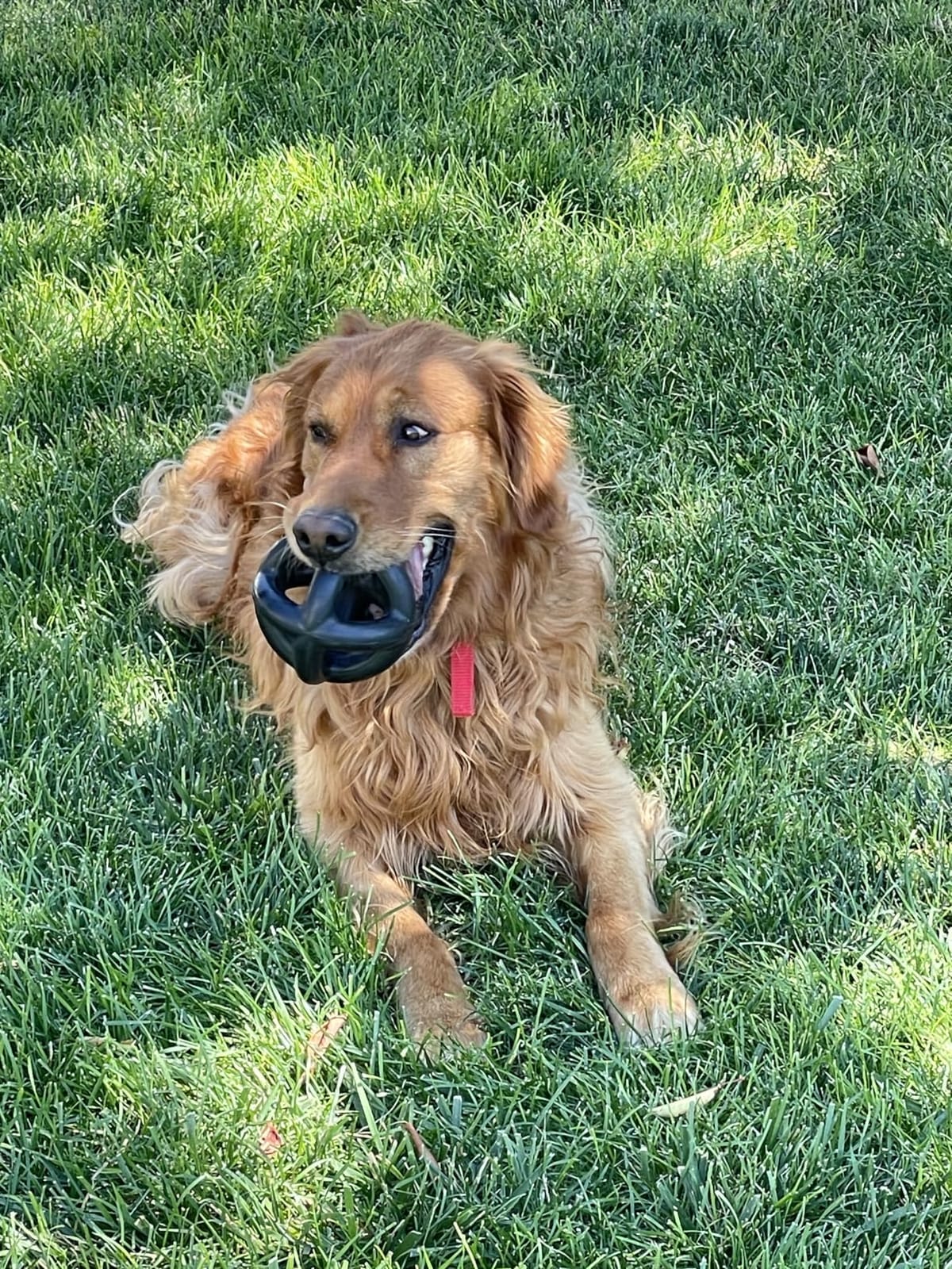 Monster K9 Ring Ball | Virtually Indestructible. Lifetime Guaranteed. | VULCRON Natural Rubber | Durable, Heavy Duty Dog Chew Toy for Aggressive Chewers | Medium & Large Breeds, 5.5