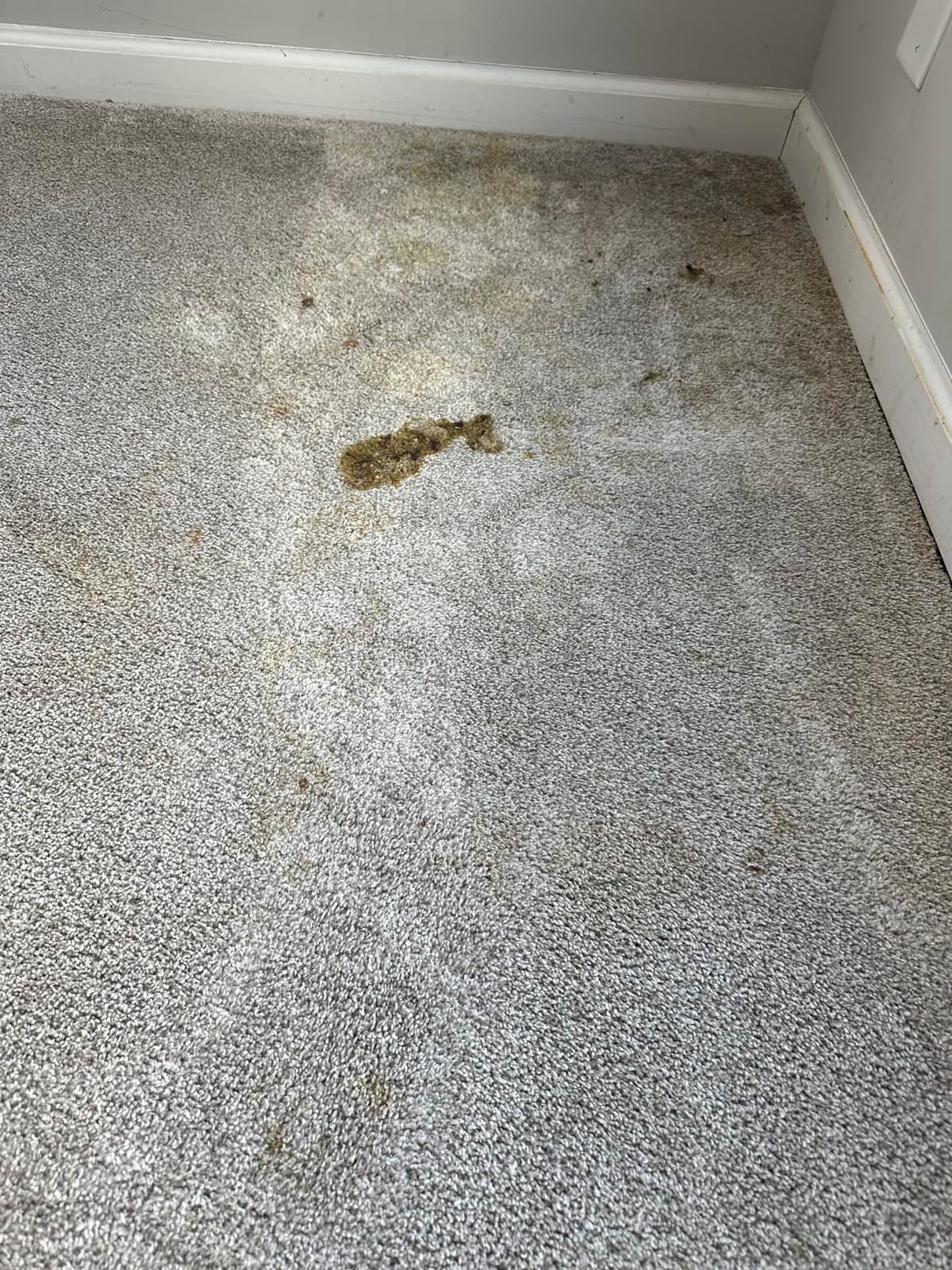 Rug Doctor Mighty Pro X3 Commercial Carpet Cleaner with Oxy Cleaner Pack customer photo 2