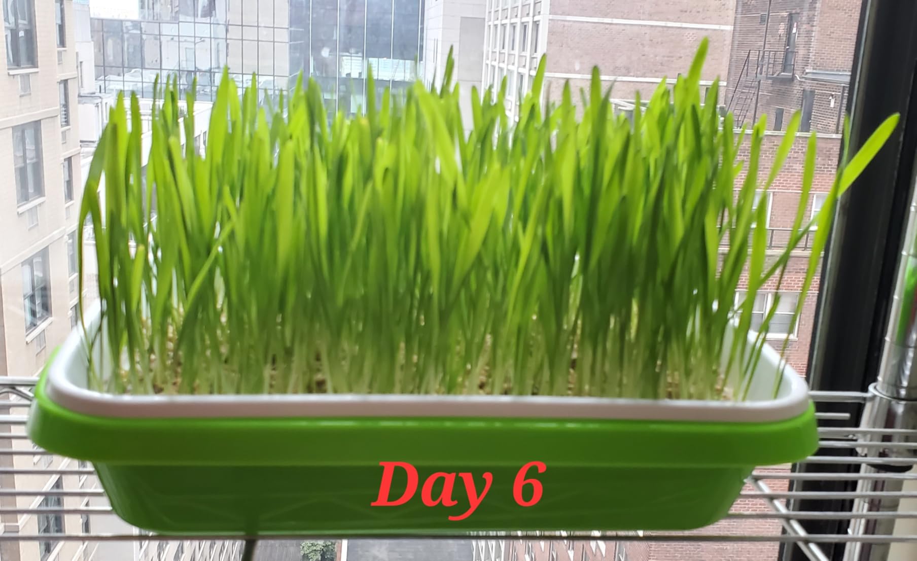 SUNPRO 2-Pack Seed Sprouter Tray with Humidity Lid, BPA Free Food Grade Soil-Free Sprouting Kit, Large Capacity Wheatgrass Grower & Microgreens Germination Station for Beans, Peas, Cat Grass (Green) customer photo 2