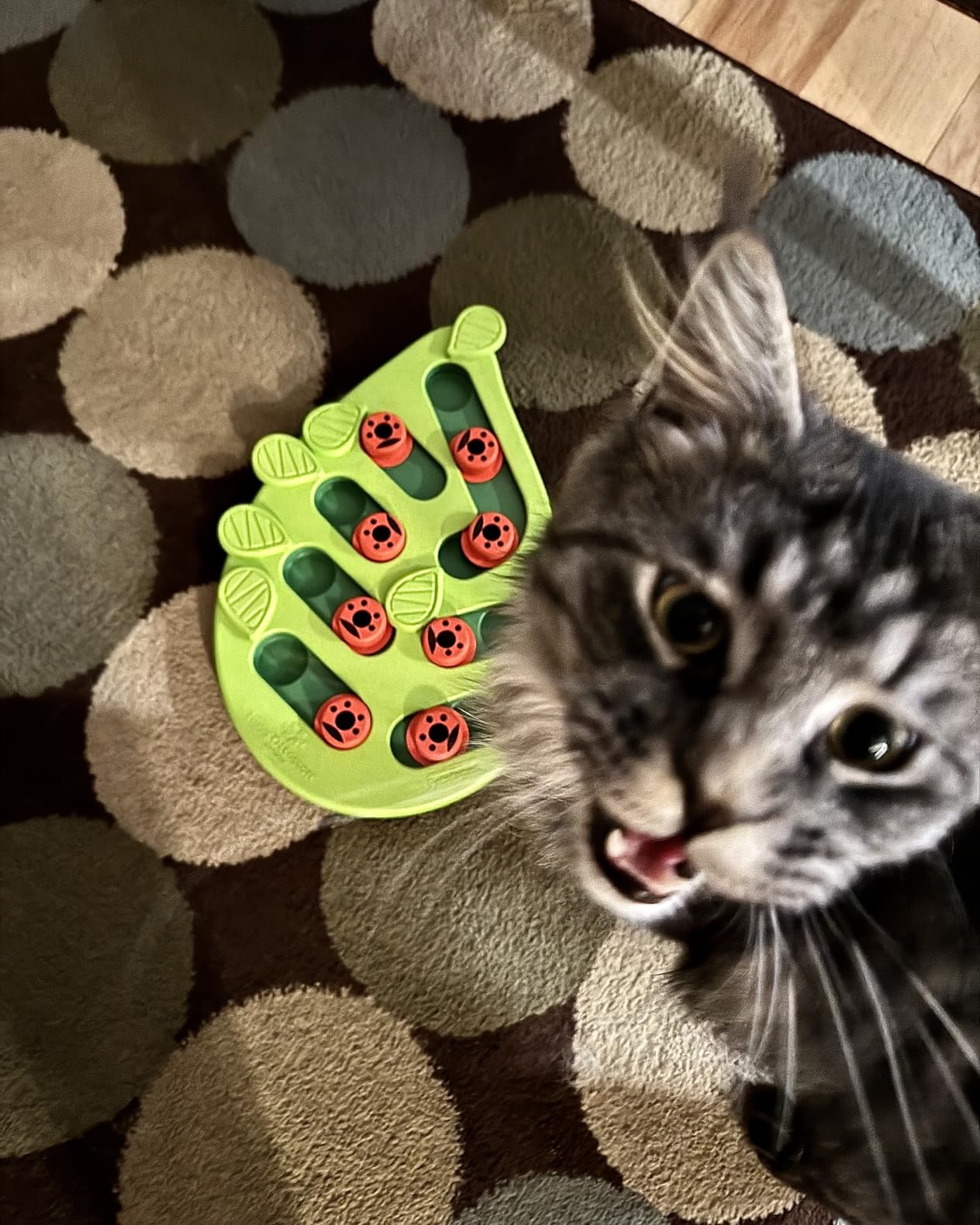 Catstages Nina Ottosson Buggin' Out Puzzle & Play Cat Toy Treat Puzzle, 14