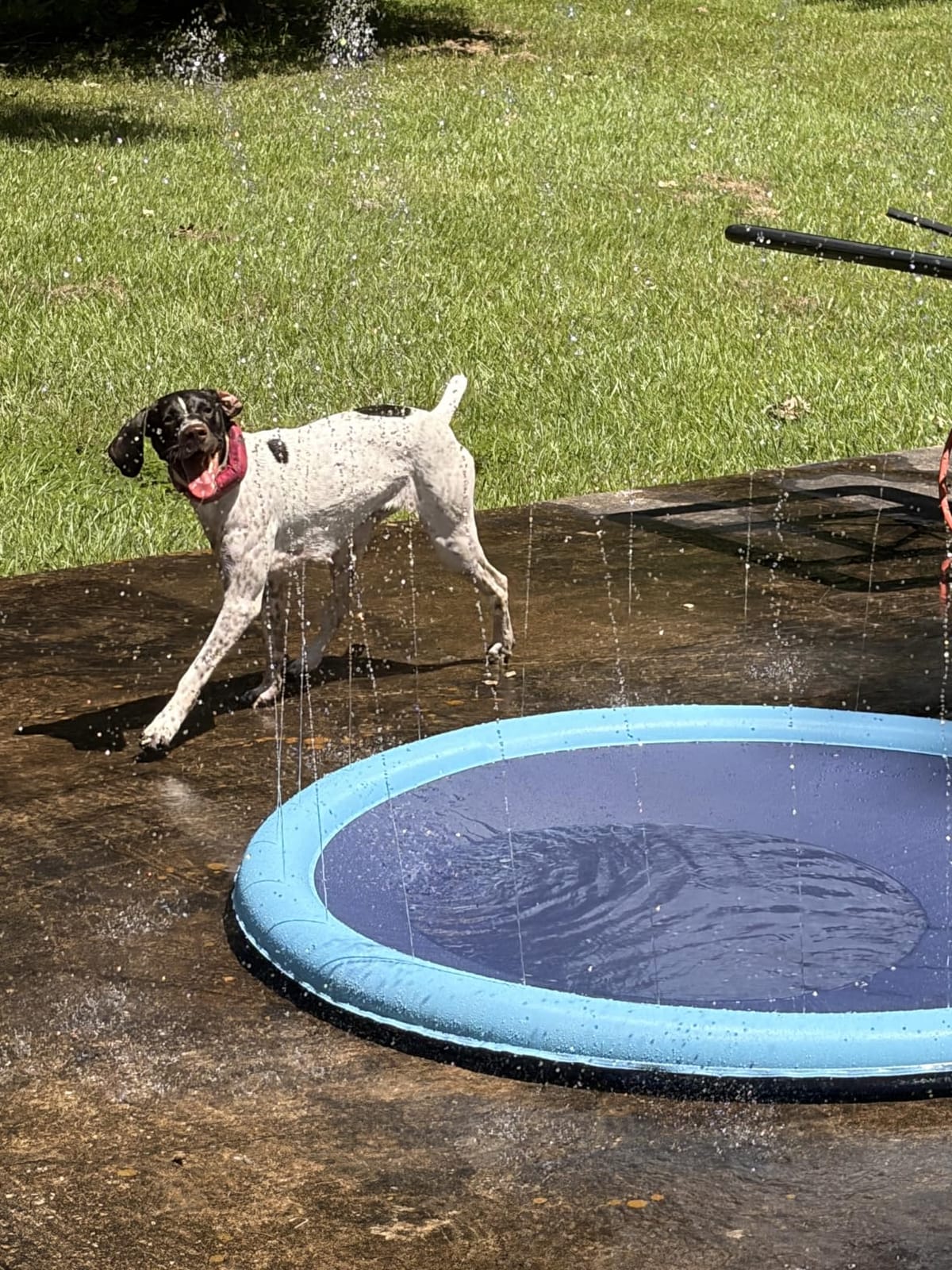 Splash Pad for Dogs & Kids - Anti-Slip Dog Pool for Large Dogs, 0.58 mm Thickened Durable Outdoor Water Play Mat, Summer Sprinkler Toy for Backyard (67in, Blue) customer photo 2