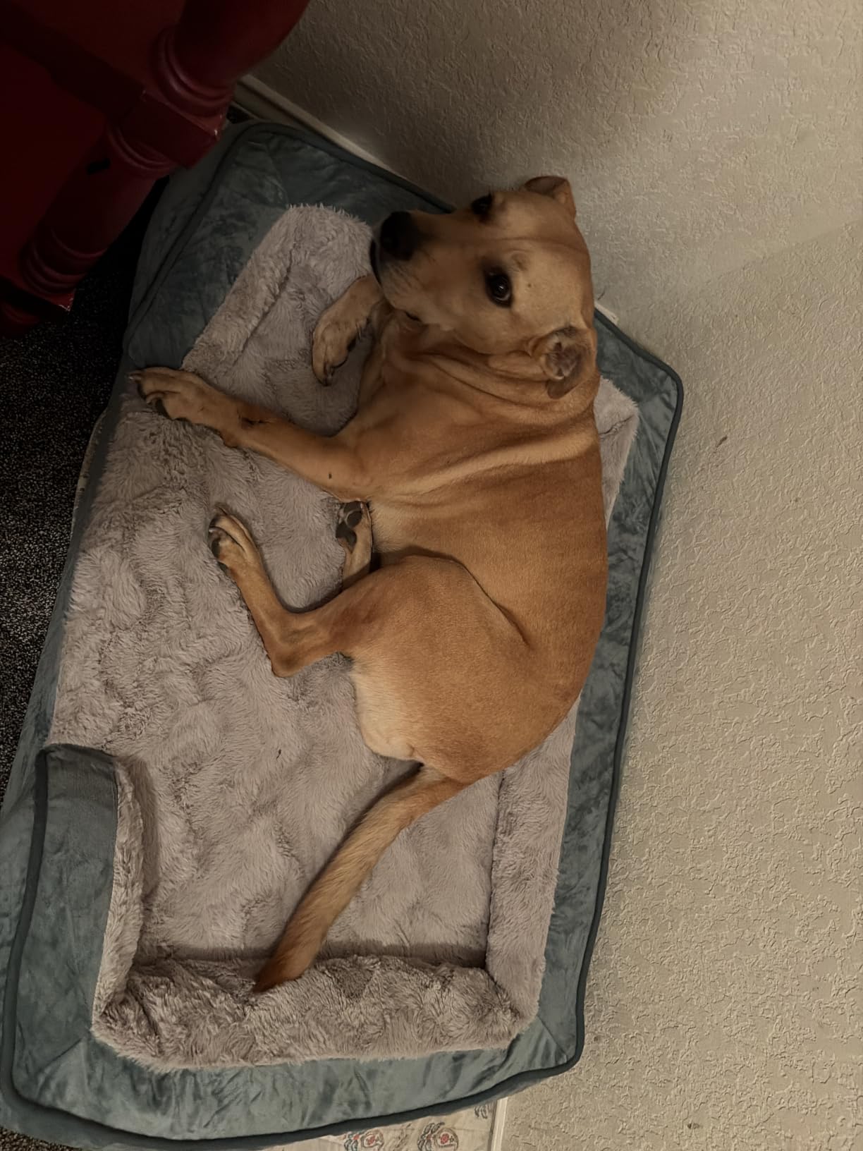 FurHaven Cooling Gel Dog Bed for Large Dogs, Perfect Comfort Sofa Bed with Cool Gel-Top Foam with a Solid Orthopedic Foam Base for Joint Support, Washable Cover, Jumbo XL, Plush & Velvet, Granite Gray customer photo 2
