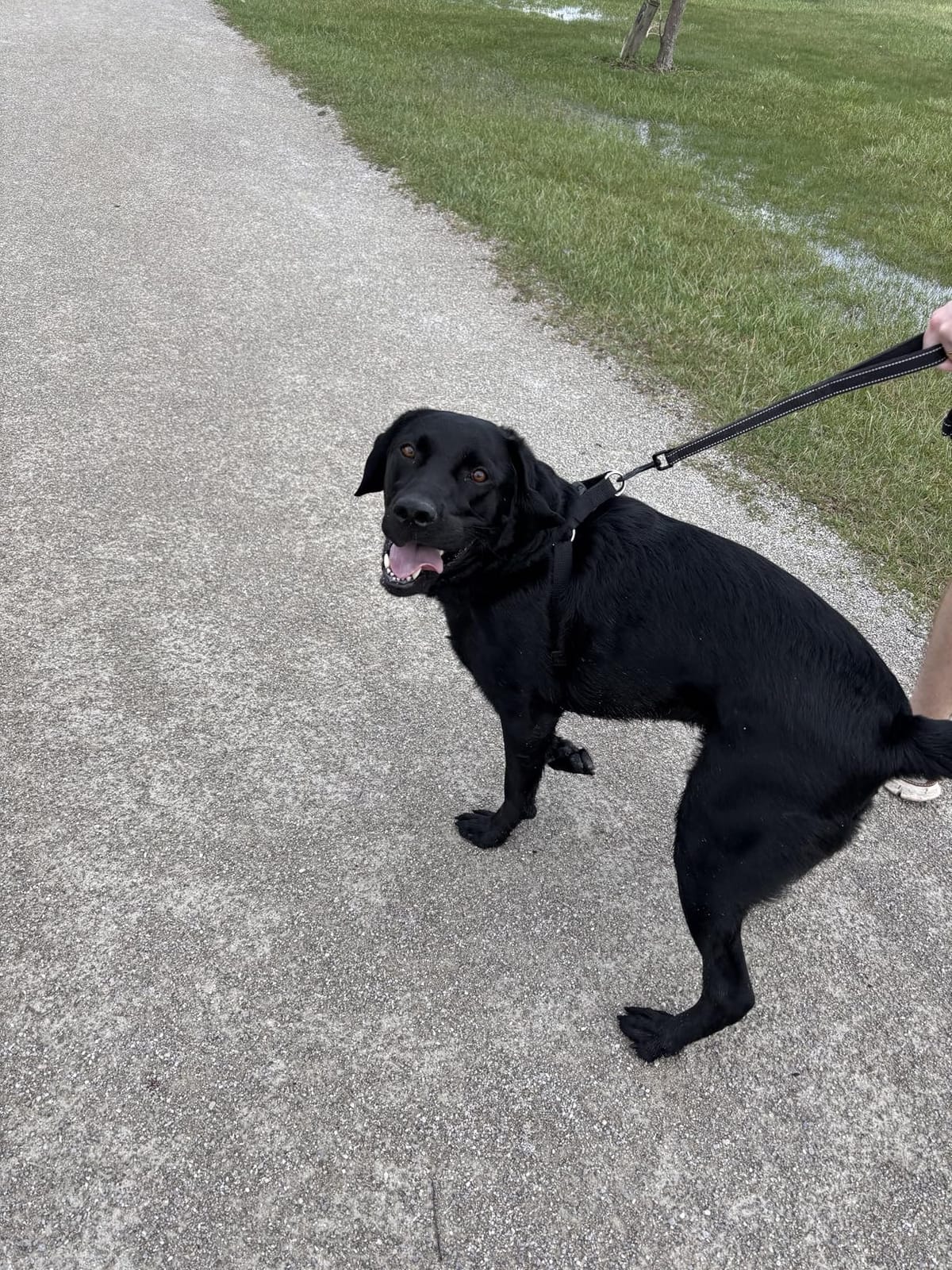 Heavy Duty Dog Leash - 2 Handles by Padded Traffic Handle for Extra Control, 6foot Long customer photo 1