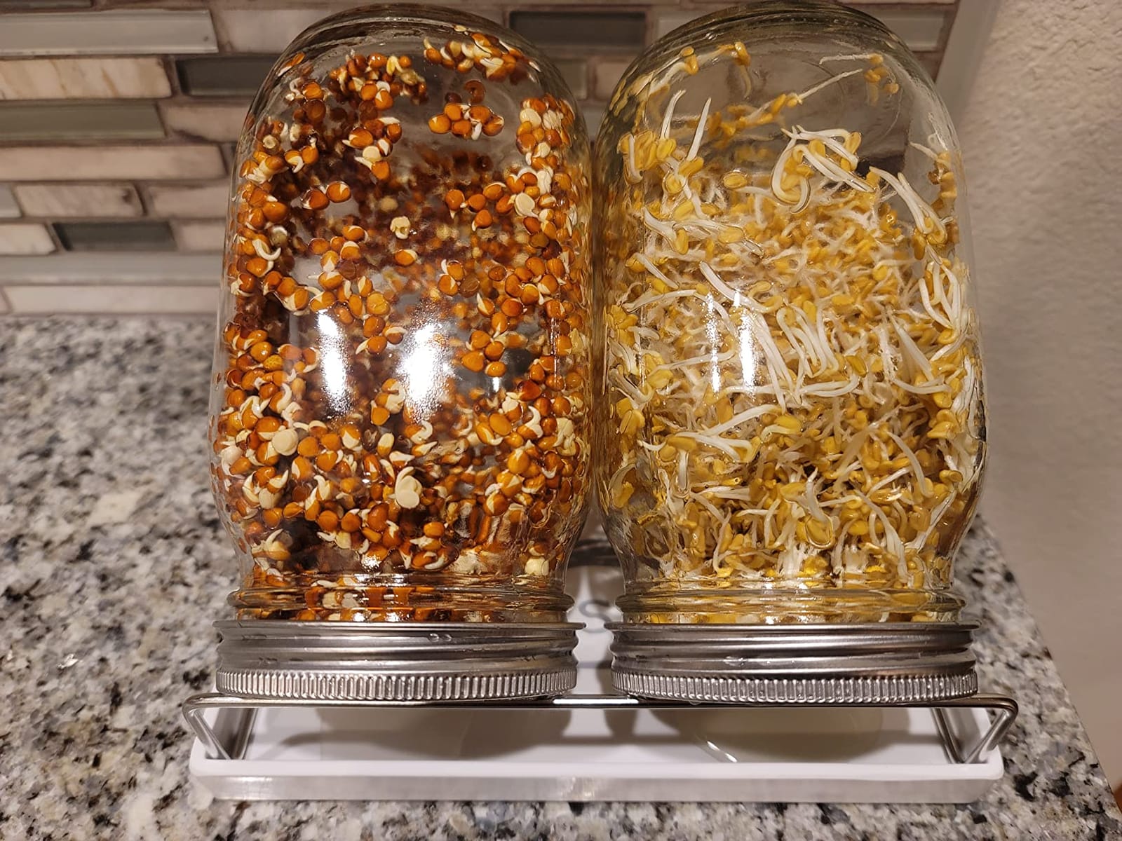Sprouting Jar Kit-2 Wide Mouth Quart Mason Jars with 316 Stainless Steel Screen Sprout Lids, Drip Tray, Stand | Seed Sprouter Set for Growing Broccoli, Alfalfa, Mung Bean customer photo 2
