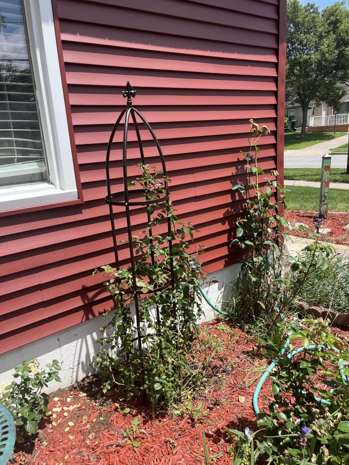 100% Metal Garden Obelisk Trellis Heavy Duty 6.3 ft Tall for Climbing Vines | Upgraded 16mm Thick Steel Tubes Rustproof Bronze Tower, 4.9lb Tall Plant Support Stands for Flowers, Roses, Clematis & Tomato customer photo 1