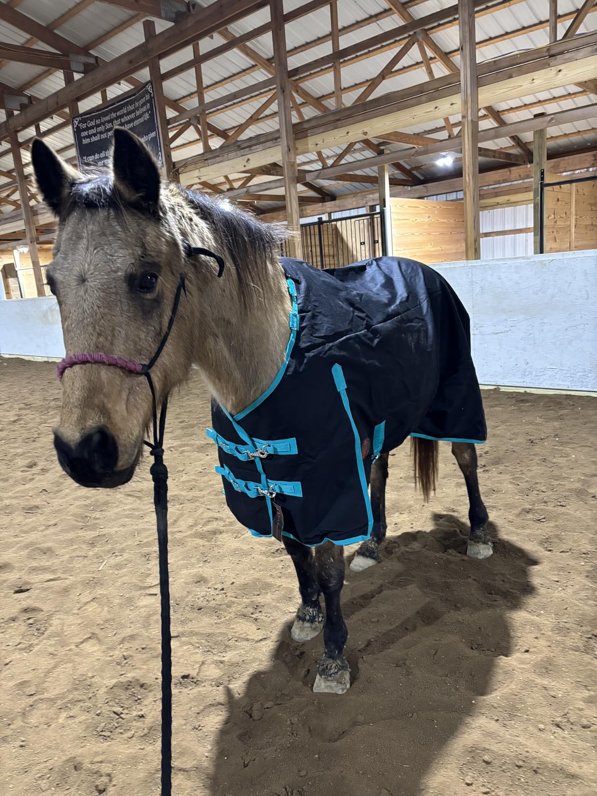 1200 Denier Horse Rain Sheet (Waterproof/Breathable & Wind Proof Turnout Sheet) customer photo 1