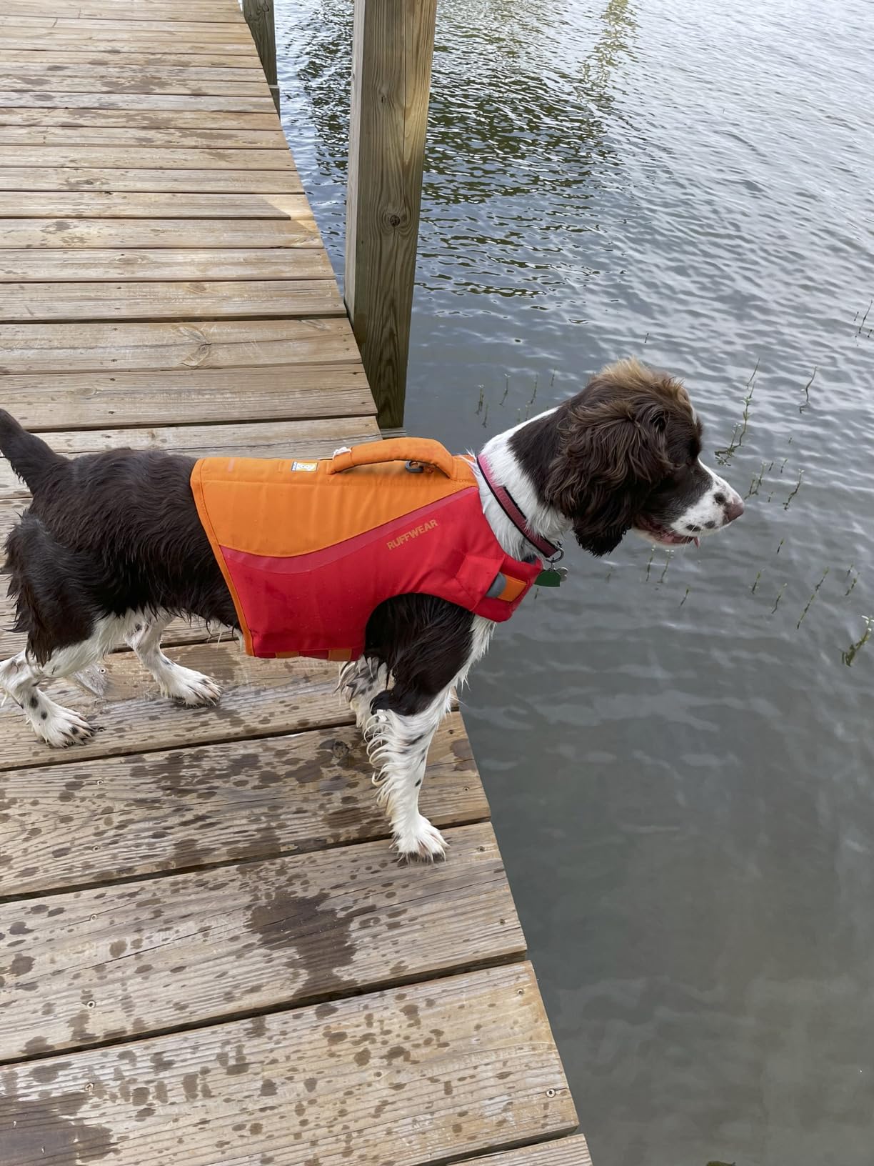 Ruffwear, Float Coat Dog Life Jacket, Premium Buoyancy Swim Vest with Lift Handle, Secure Fit & Reflective Trim, Adjustable Flotation for Swimming, Boating, & Outdoor Adventures, Wave Orange, Small customer photo 1