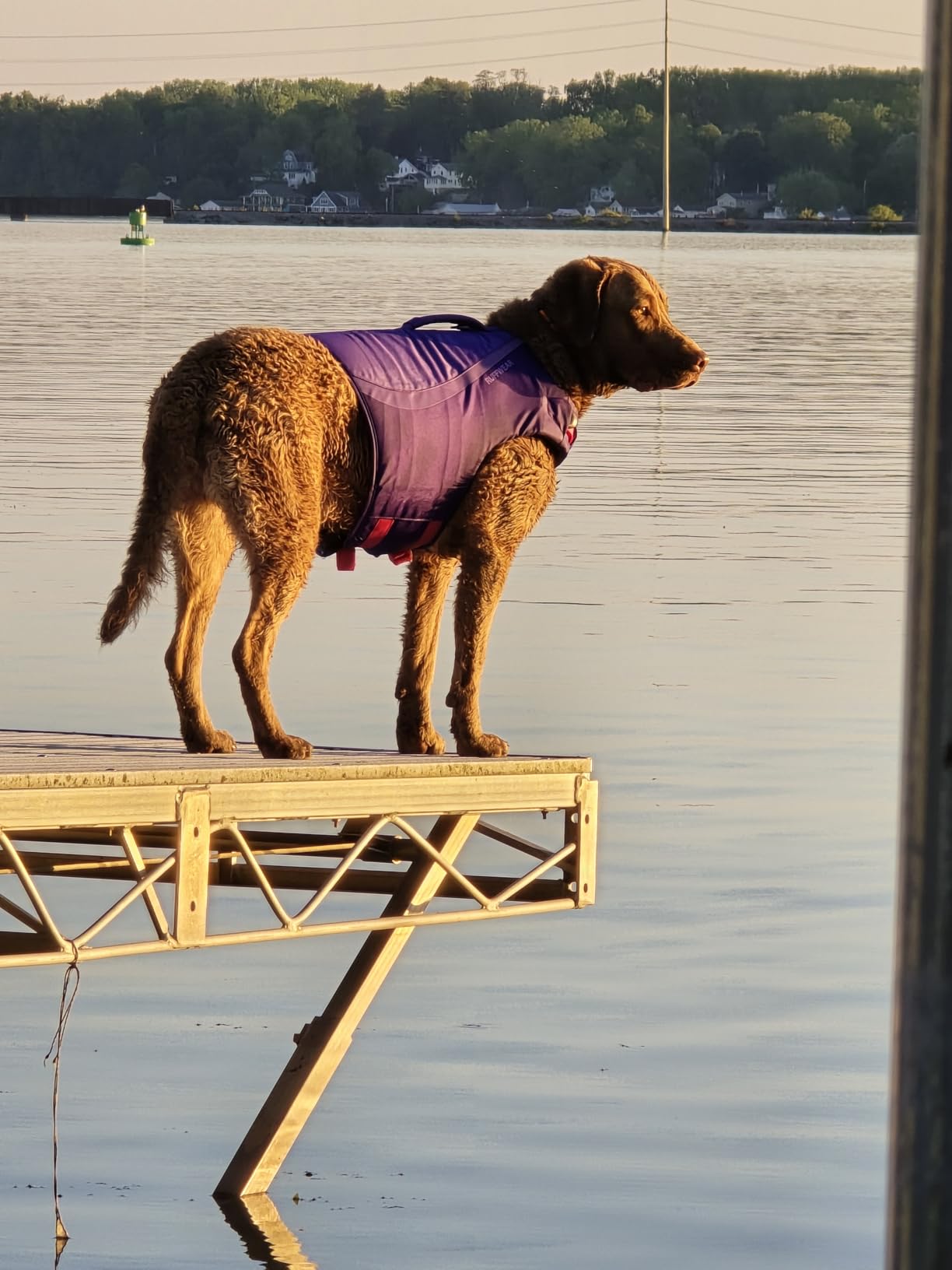 Ruffwear, Float Coat Dog Life Jacket, Premium Buoyancy Swim Vest with Lift Handle, Secure Fit & Reflective Trim, Adjustable Flotation for Swimming, Boating, & Outdoor Adventures, Wave Orange, Small customer photo 2