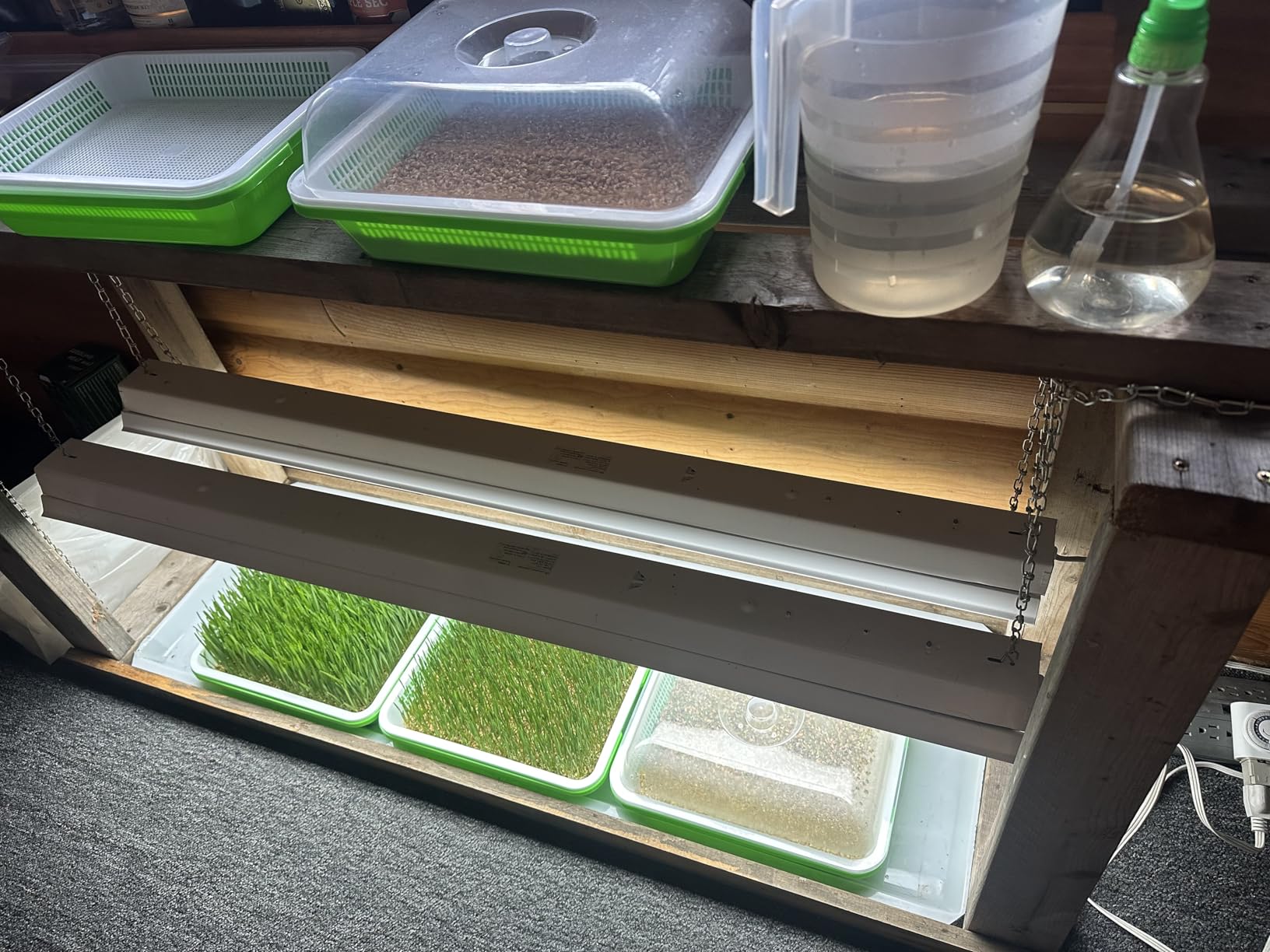 Legigo 5 Pack Seed Sprouter Trays with Lids, Microgreens Growing Trays Kit | BPA Free & Soil Free, Reusable Sprouting Kit with Germination Paper for Wheatgrass, Beans, Cat Grass and Indoor Gardening customer photo 2