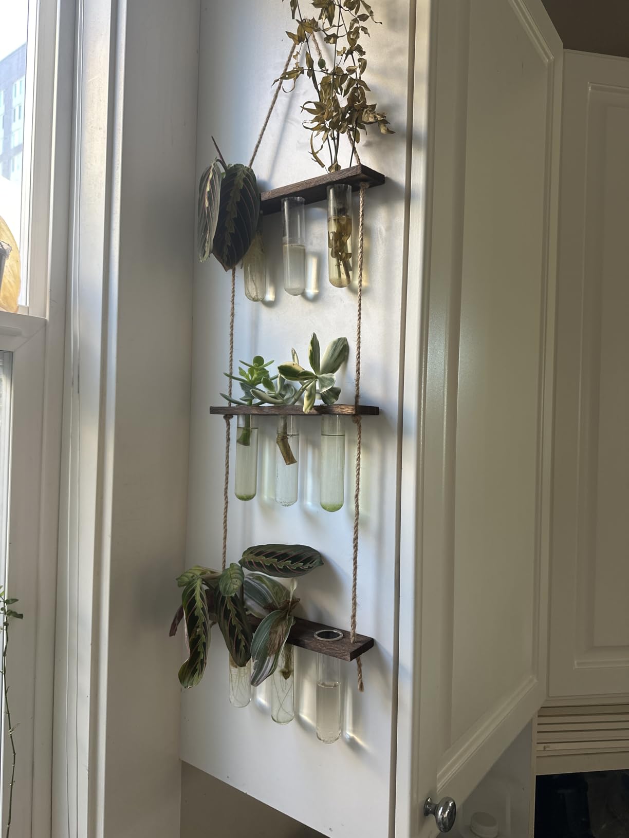 Mkono Plant Propagation Station, 3 Tier Brown Wall Hanging Vase Test Tubes | Glass Terrarium Planter, Wooden Stand, for Hydroponic Cuttings Flowers, Bathroom Living Room Office Decor, Plant Lovers Gift customer photo 2