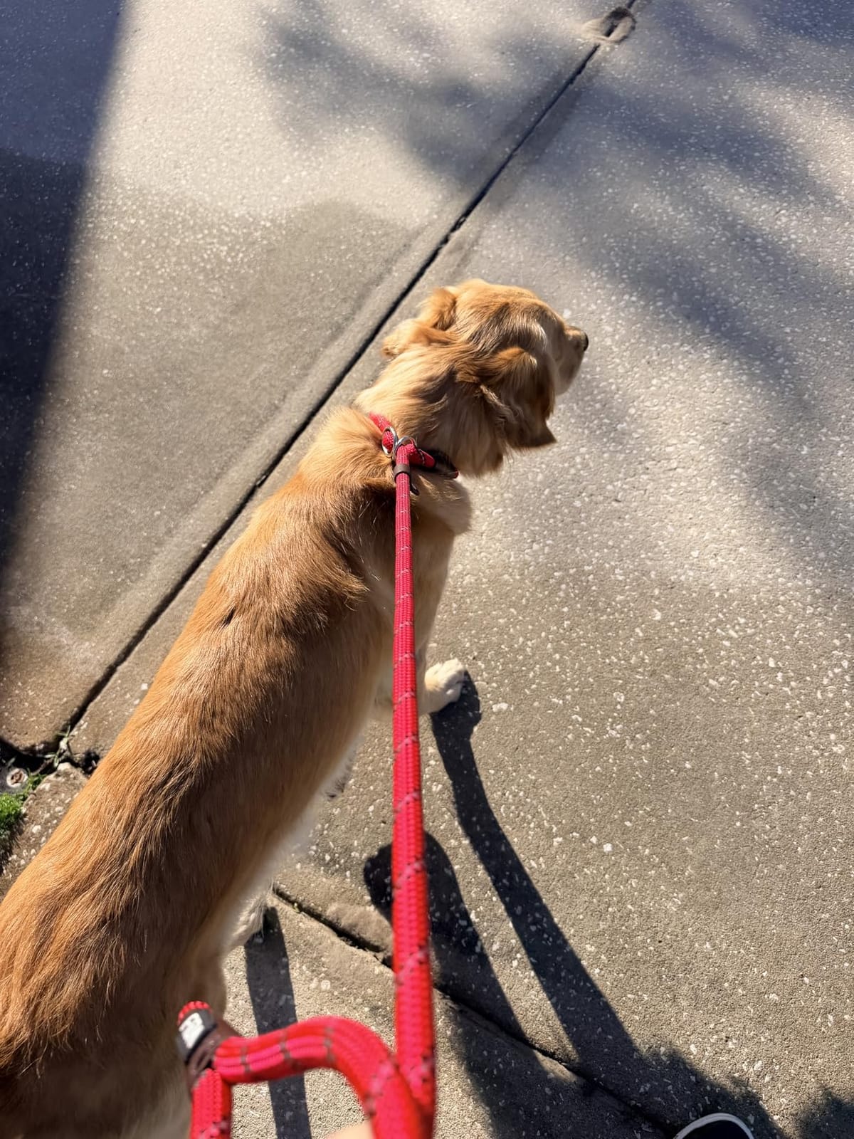 Fida Durable Slip Lead Dog Leash, 6 FT x 1/2