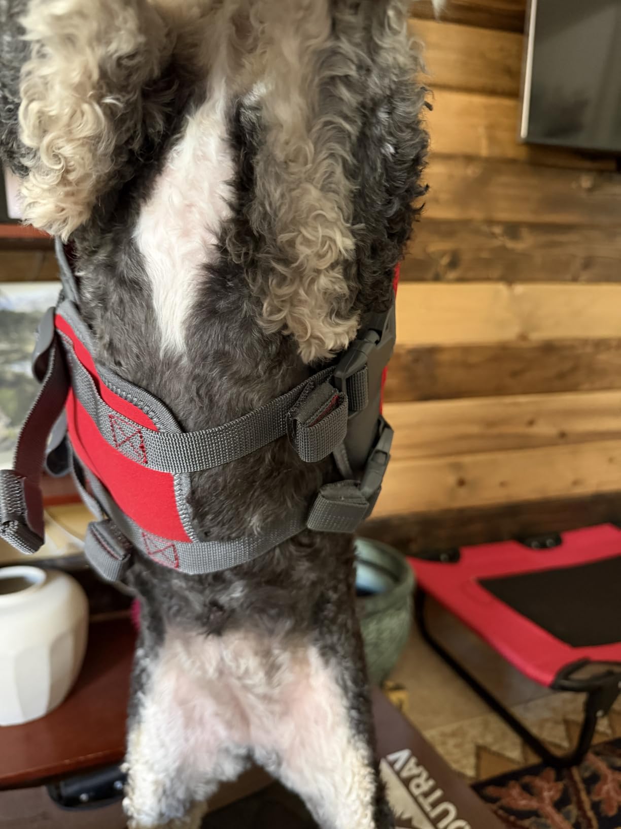 Outward Hound Dawson Swim Dog Life Jacket, High-Performance Neoprene Dog Life Vest for Swimming, Boating, and Water Safety, XL, Green customer photo 1