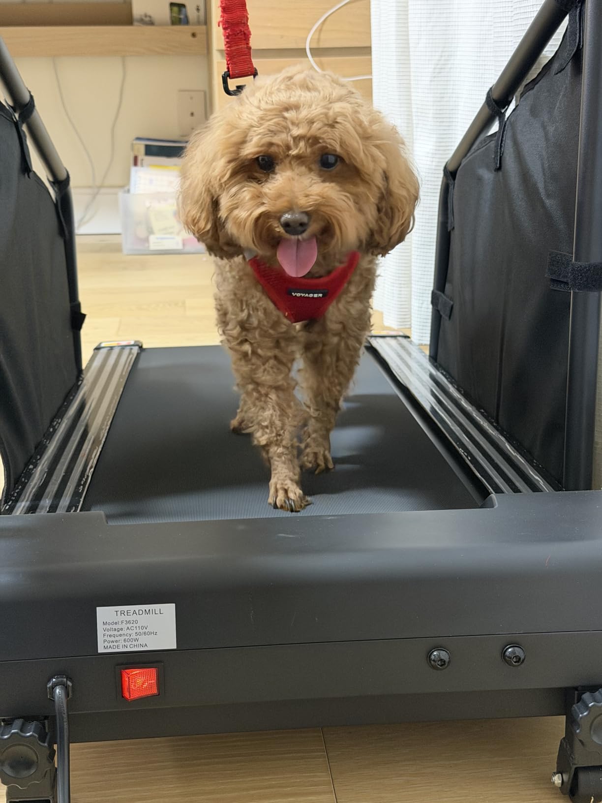 GYMAX Dog Treadmills for Small/Medium Dogs - Pet Runner with Remote, Display Monitor, Adjustable Incline, Shock-Absorbing Belt & Wheels, 3 in 1 Dog Running Machine Walking Pad for Indoor Exercise customer photo 1