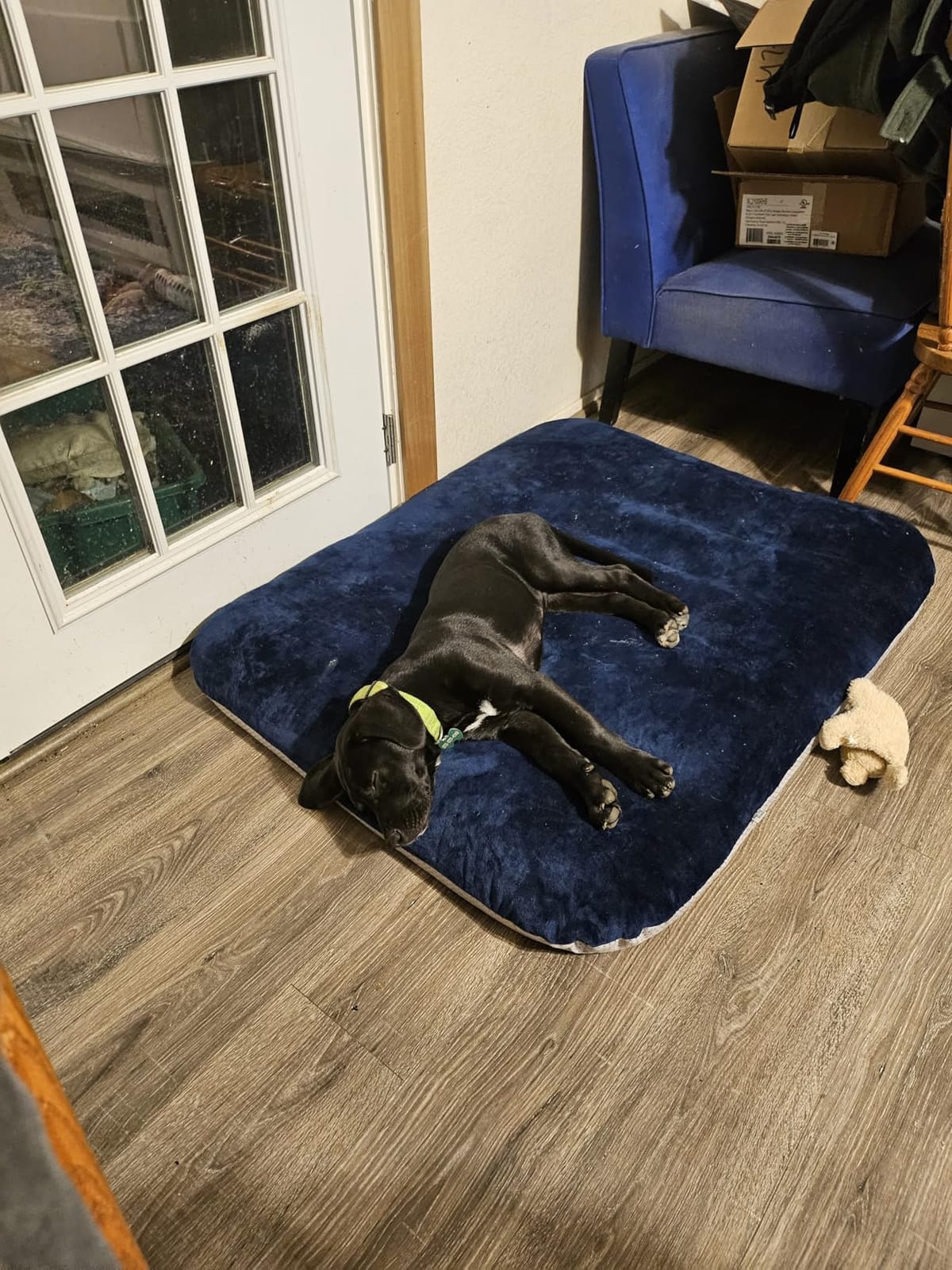 Magic Dog Orthopedic Extra Large Dog Bed 47 Inch, Super Soft XL Pet Bed | High Density Foam Dog Mattress with Removable Washable Cover, Joint Support for Large Senior Dogs, Non Slip Bottom, Grey customer photo 2
