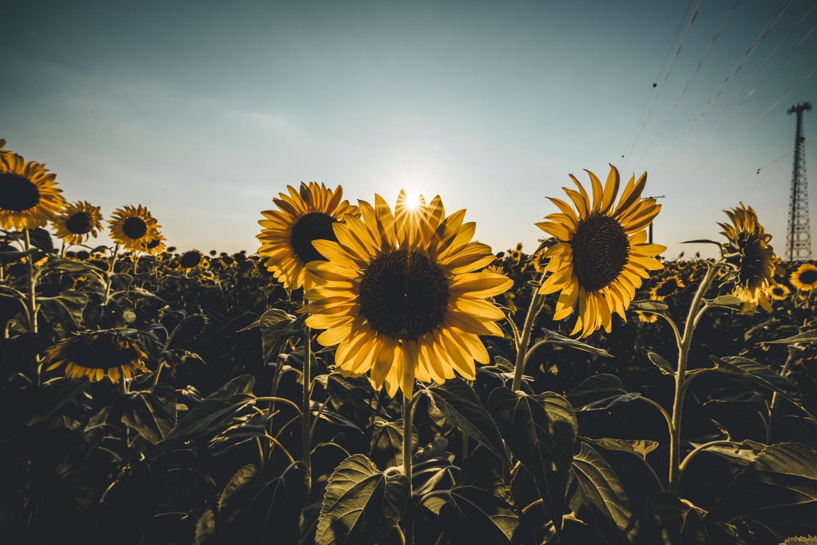Sony FE 14mm f/1.8 GM Prime Lens customer photo 1