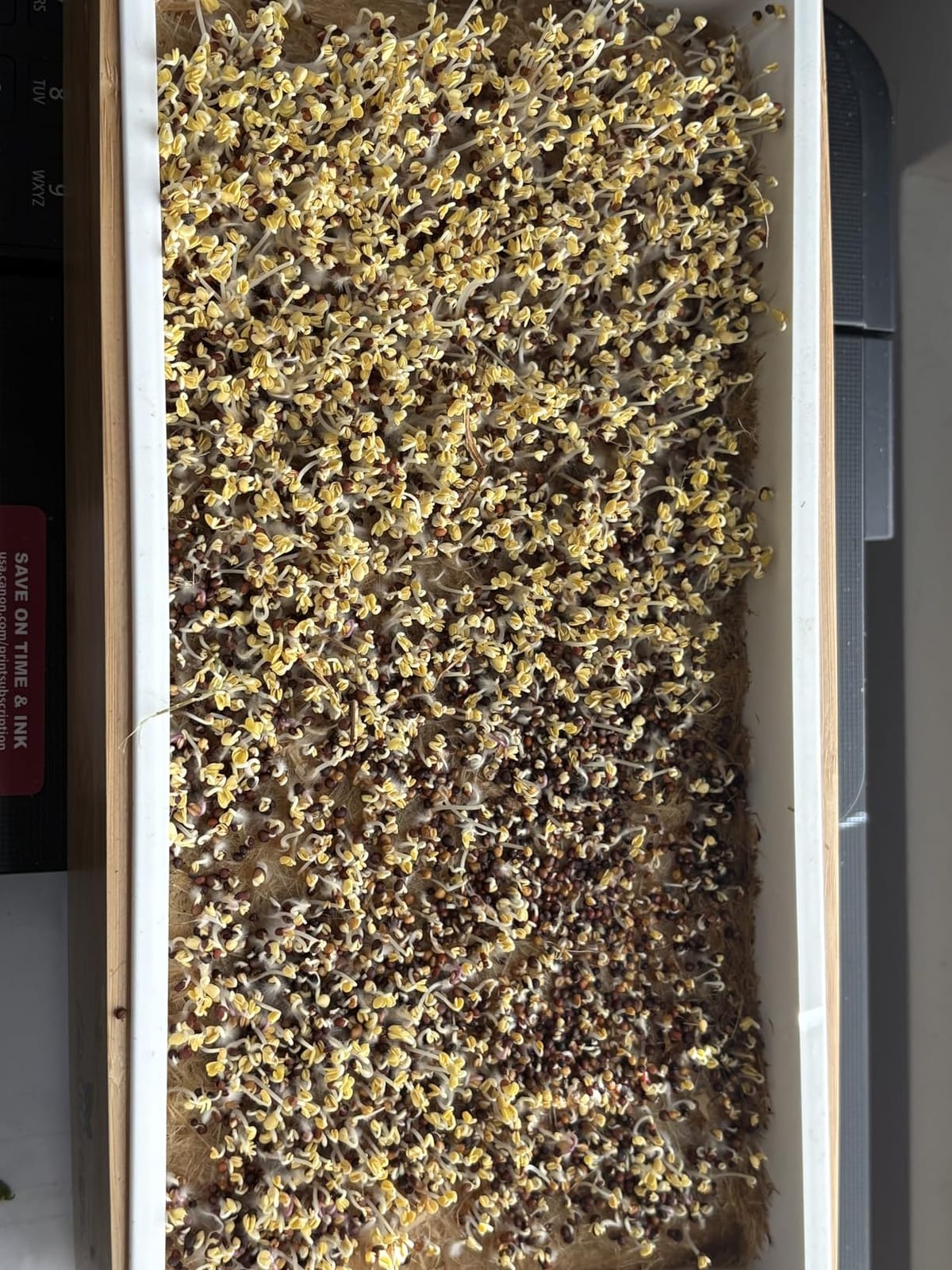 Microgreens Growing Kit - Self-Watering Tray with US Premium Seeds | Grow broccoli and salad mix indoors with a reusable tray, grow mats, USA premium seeds & bamboo frame. customer photo 2