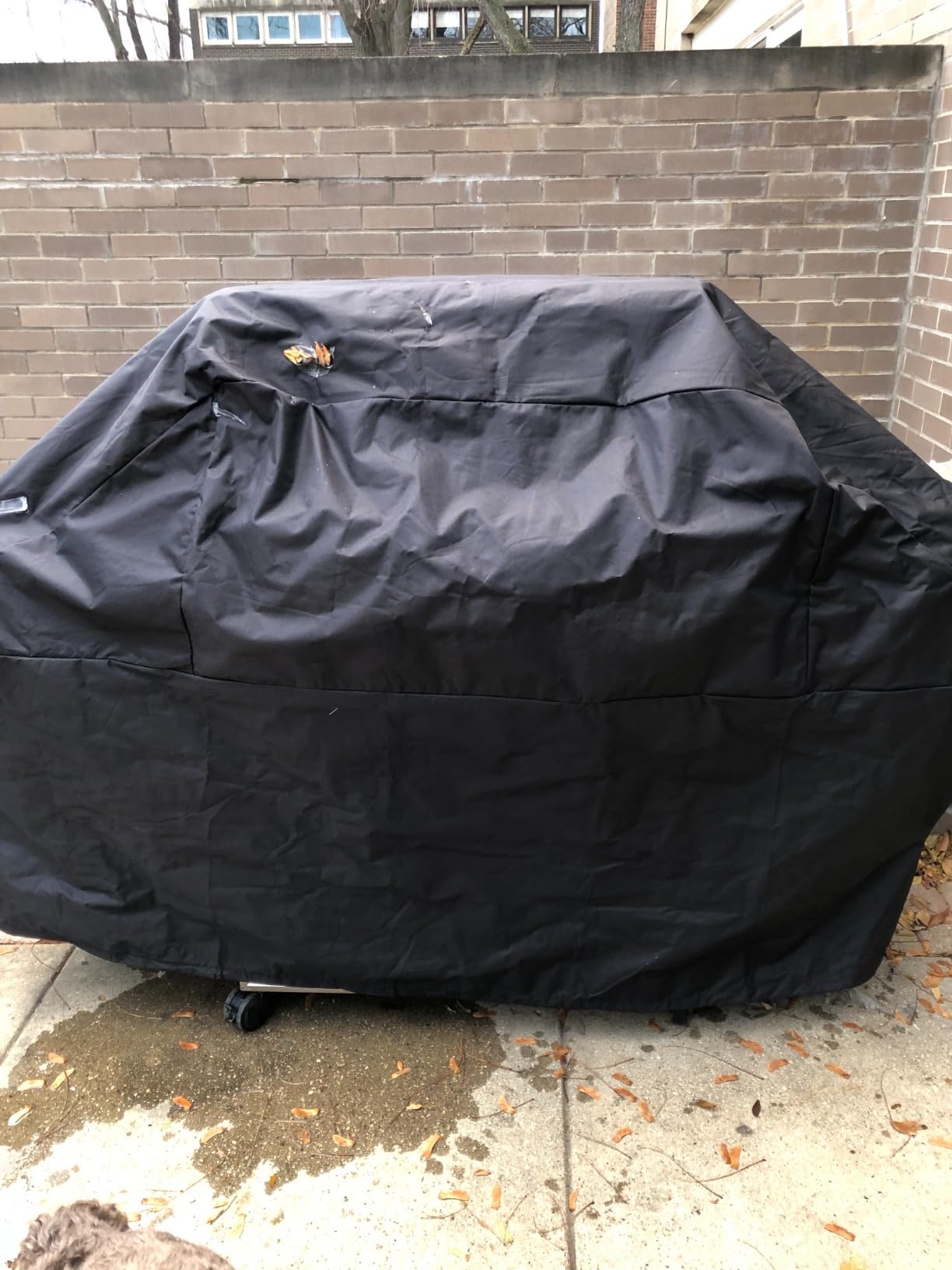 Weber Premium Outdoor Grill Cover for Select Genesis Gas Grills, Black | For Genesis 400 Series 4-Burner Gas Grills - Water-Resistant customer photo 1