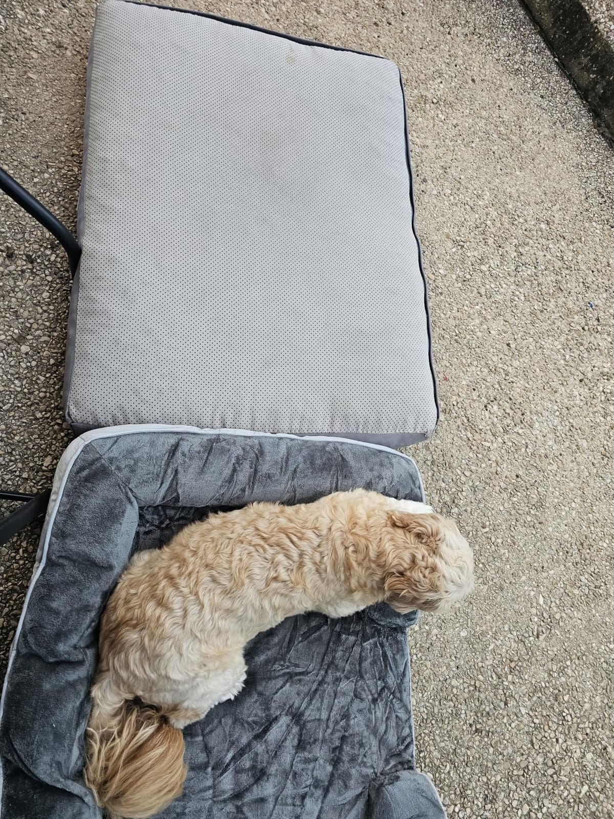 Bedsure Orthopedic XXL Dog Bed Extra Large with Removable Washable Cover | 52