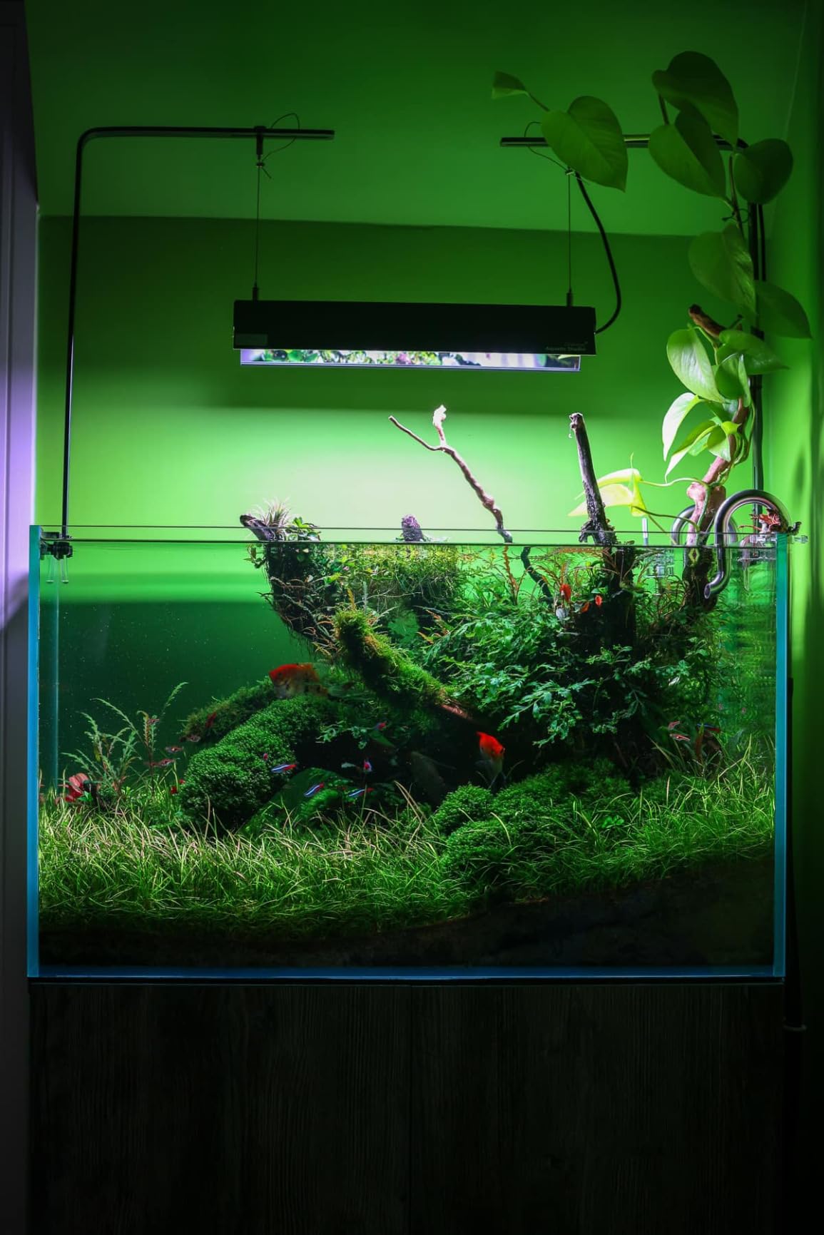 Freesea Automatic Fish Feeder for Aquarium: One-Touch Easy Setup & 3 Timers | 7-14 Day Supply with 200ML Food Dispenser - Worry-Free Vacation Feeding for Betta Turtle Tank customer photo 1