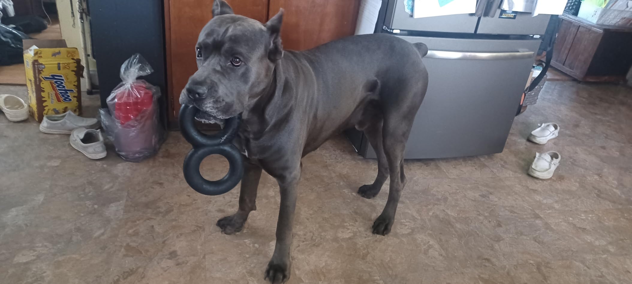 Goughnuts - Dog Toys for Aggressive Chewers | Virtually Indestructible Pull Toy for Large Breeds Such as Pit Bulls and German Shepherds | Heavy Duty Tug Dog Toy | Large | Black customer photo 1