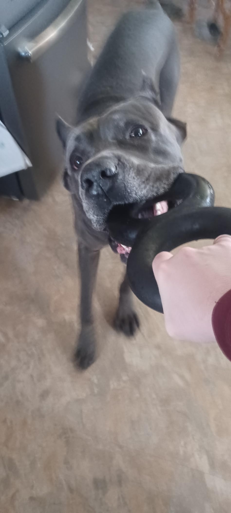 Goughnuts - Dog Toys for Aggressive Chewers | Virtually Indestructible Pull Toy for Large Breeds Such as Pit Bulls and German Shepherds | Heavy Duty Tug Dog Toy | Large | Black customer photo 2