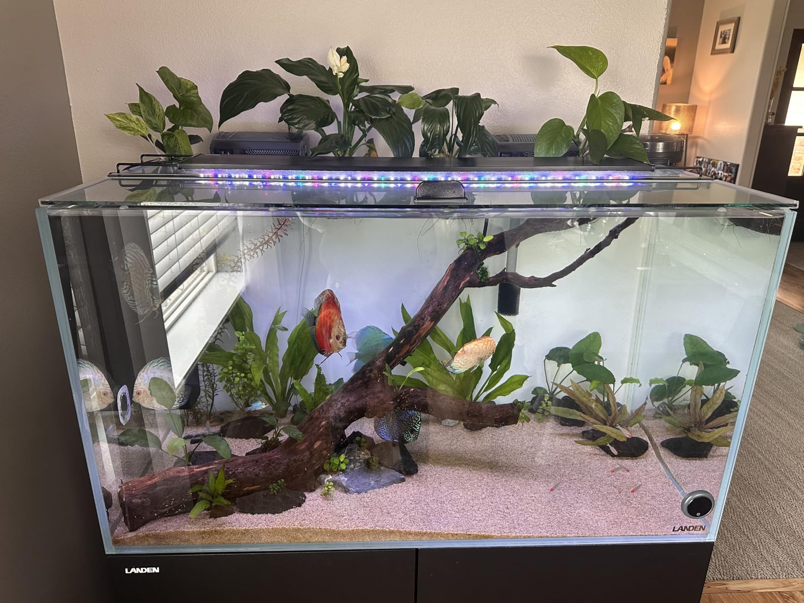 LANDEN Aquarium Cube 2 Gallon Ultra Clear Glass Rimless Fish Tank 20C | 7.9x7.9x7.9in (20x20x20cm), 5mm Low Iron Glass, Leveling Mat Included, Small Starter Aquascape Tank for Aquatic Plant Betta customer photo 1