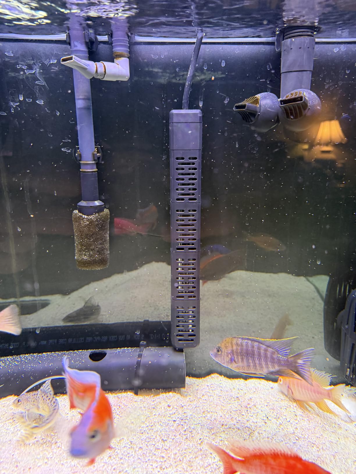 HiTauing Aquarium Heater, 50W/100W/200W/300W/500W Submersible Fish Tank Heater with Over-Temperature Protection and Automatic Power-Off When Leaving Water for Saltwater and Freshwater customer photo 1